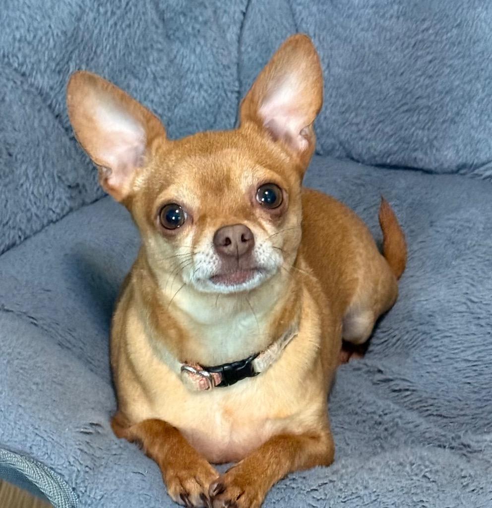 Enlarge Willy, a Adoptable mixed breed in Thousand Oaks, CA image 2/2