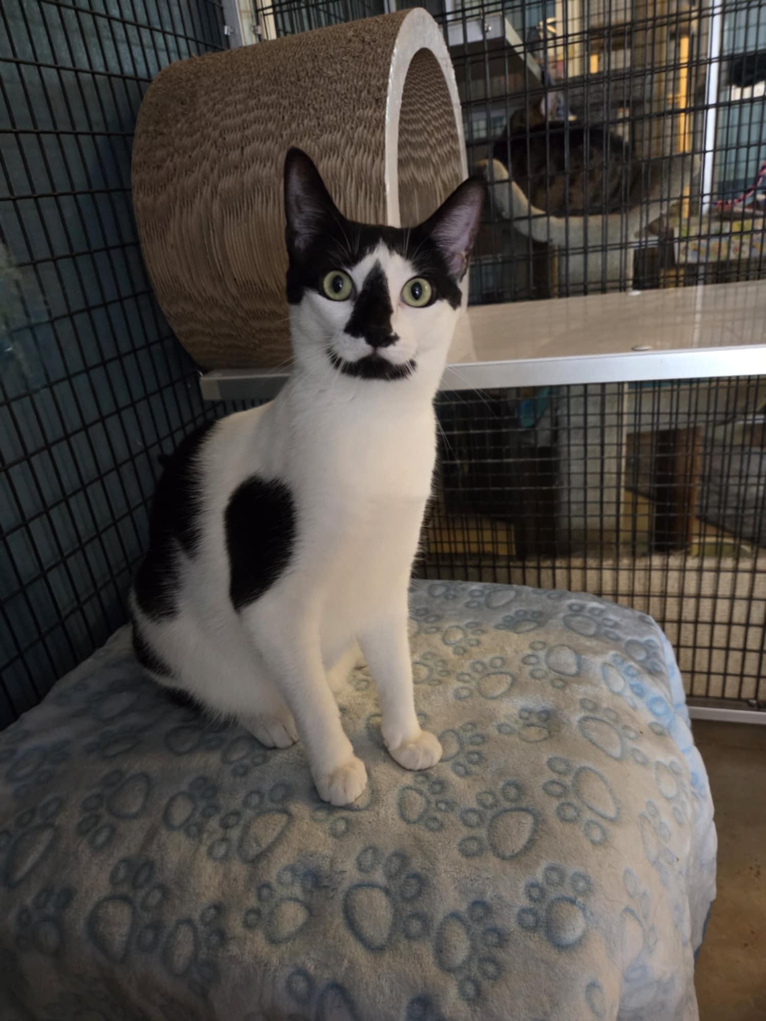 Enlarge Pawla, a Adoptable Domestic Short Hair in Deerfield Beach, FL image 1/5