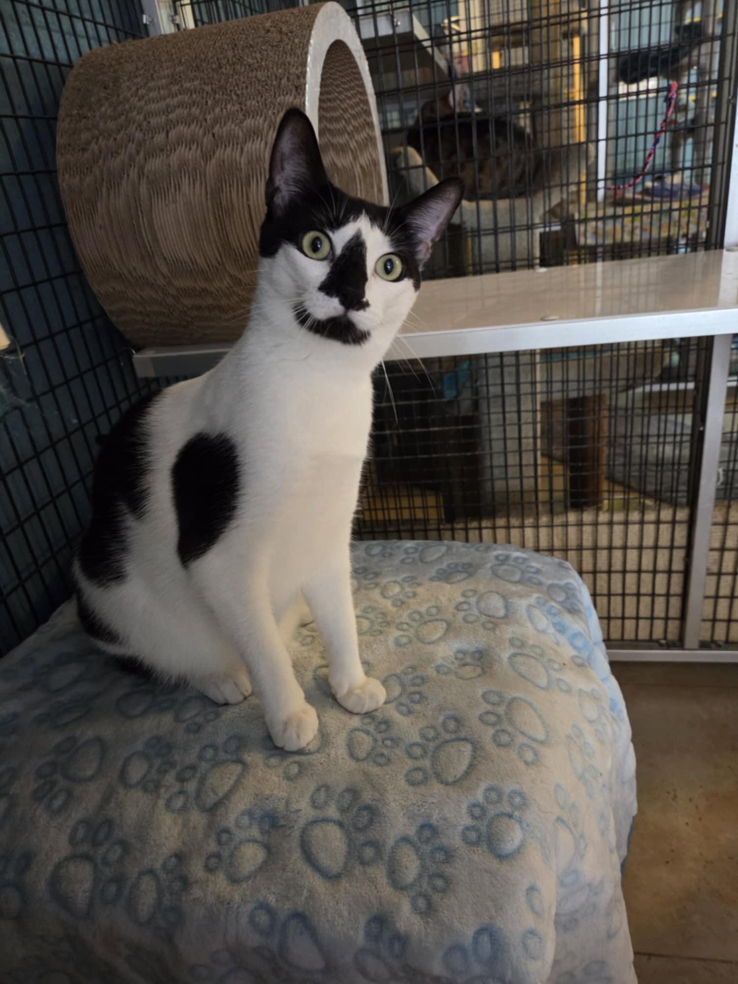 Enlarge Pawla, a Adoptable Domestic Short Hair in Deerfield Beach, FL image 2/5