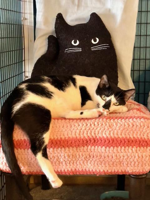 Enlarge Pawla, a Adoptable Domestic Short Hair in Deerfield Beach, FL image 3/5