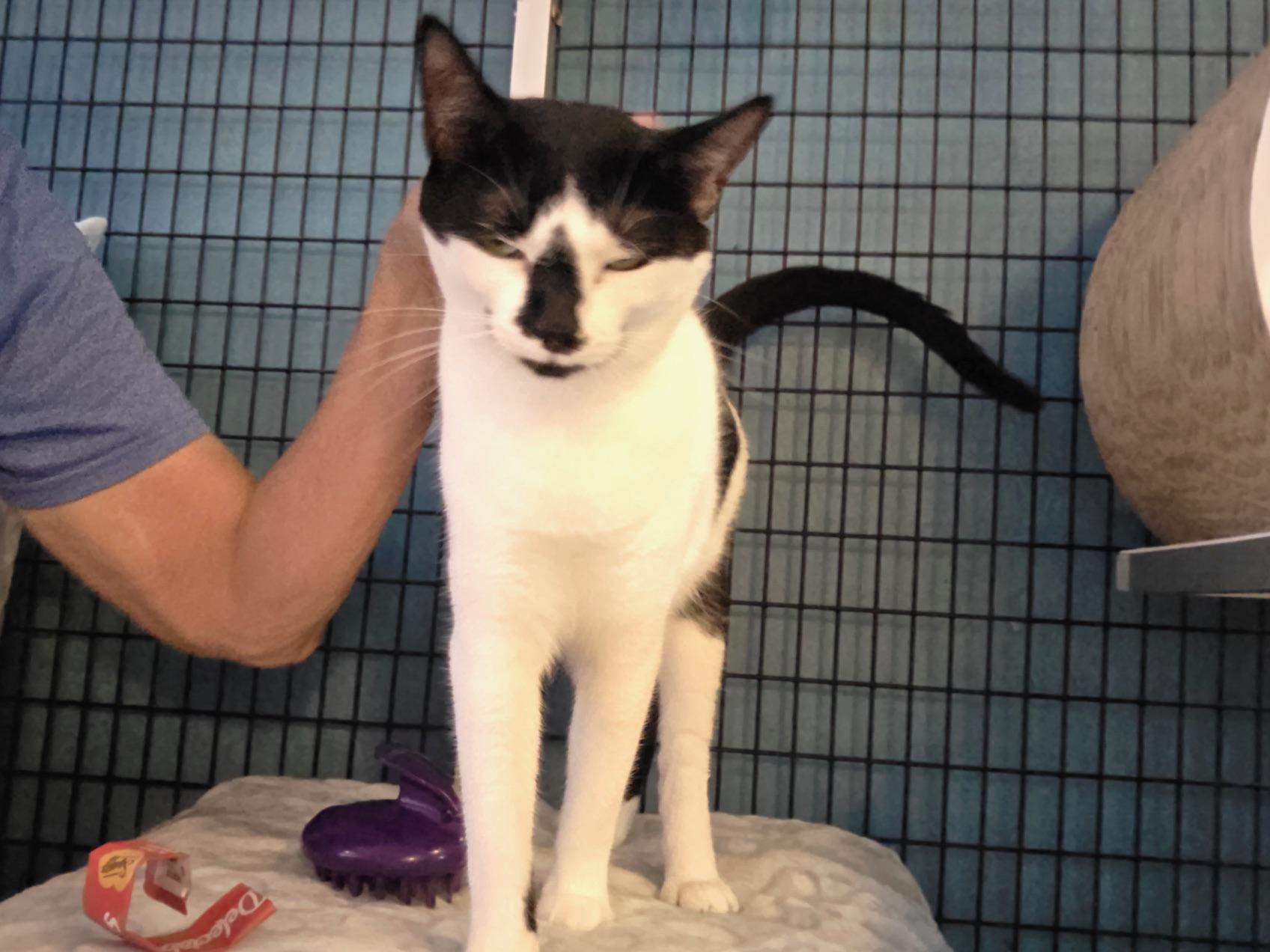 Enlarge Pawla, a Adoptable Domestic Short Hair in Deerfield Beach, FL image 4/5