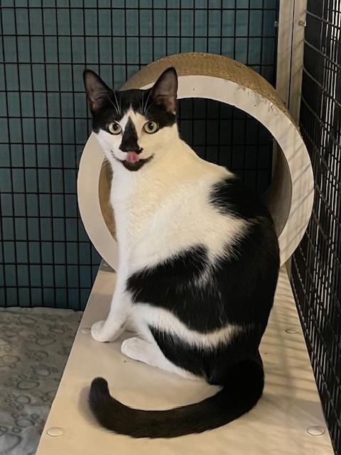 Pawla