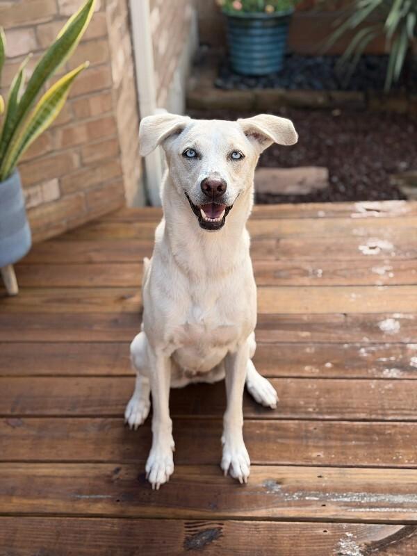Enlarge Rory right on time tv watching family girl, a Adoptable mixed breed in Friendswood, TX image 2/6