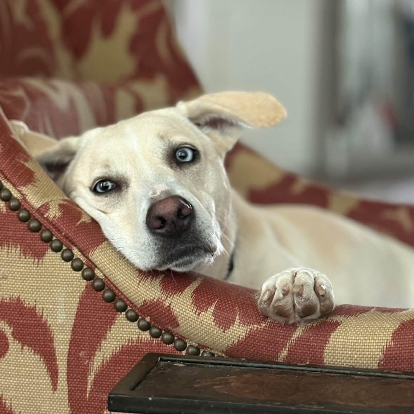 Rory right on time tv watching family girl, Adoptable, Adult Female Husky & Yellow Labrador Retriever.