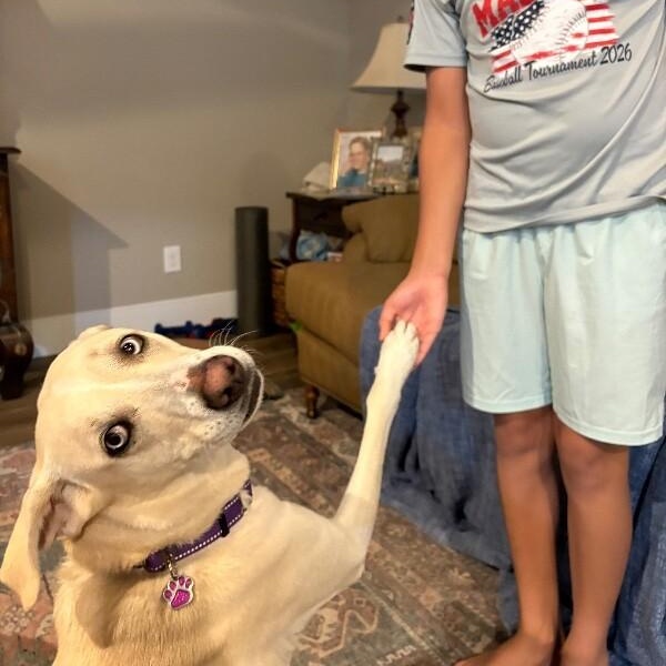 Enlarge Rory right on time tv watching family girl, a Adoptable mixed breed in Friendswood, TX image 3/6