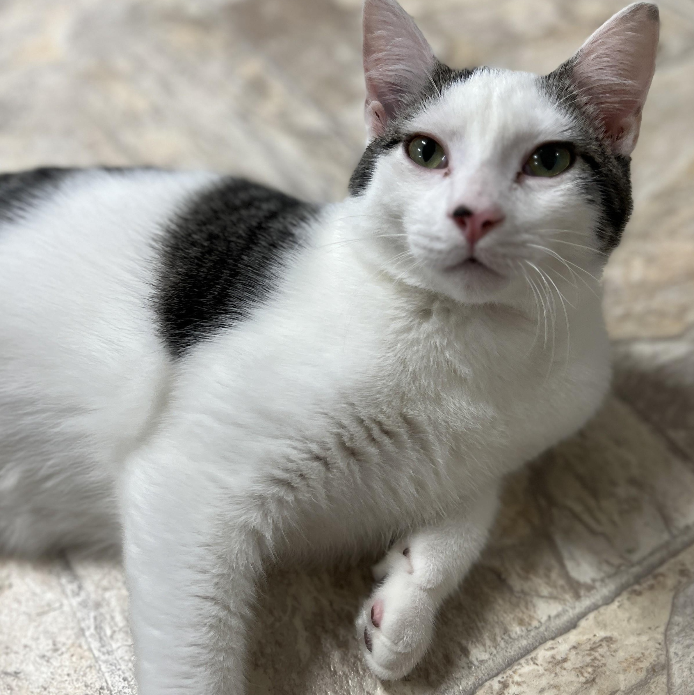 Riptide, Adopted, Young Male Domestic Short Hair & Tabby.