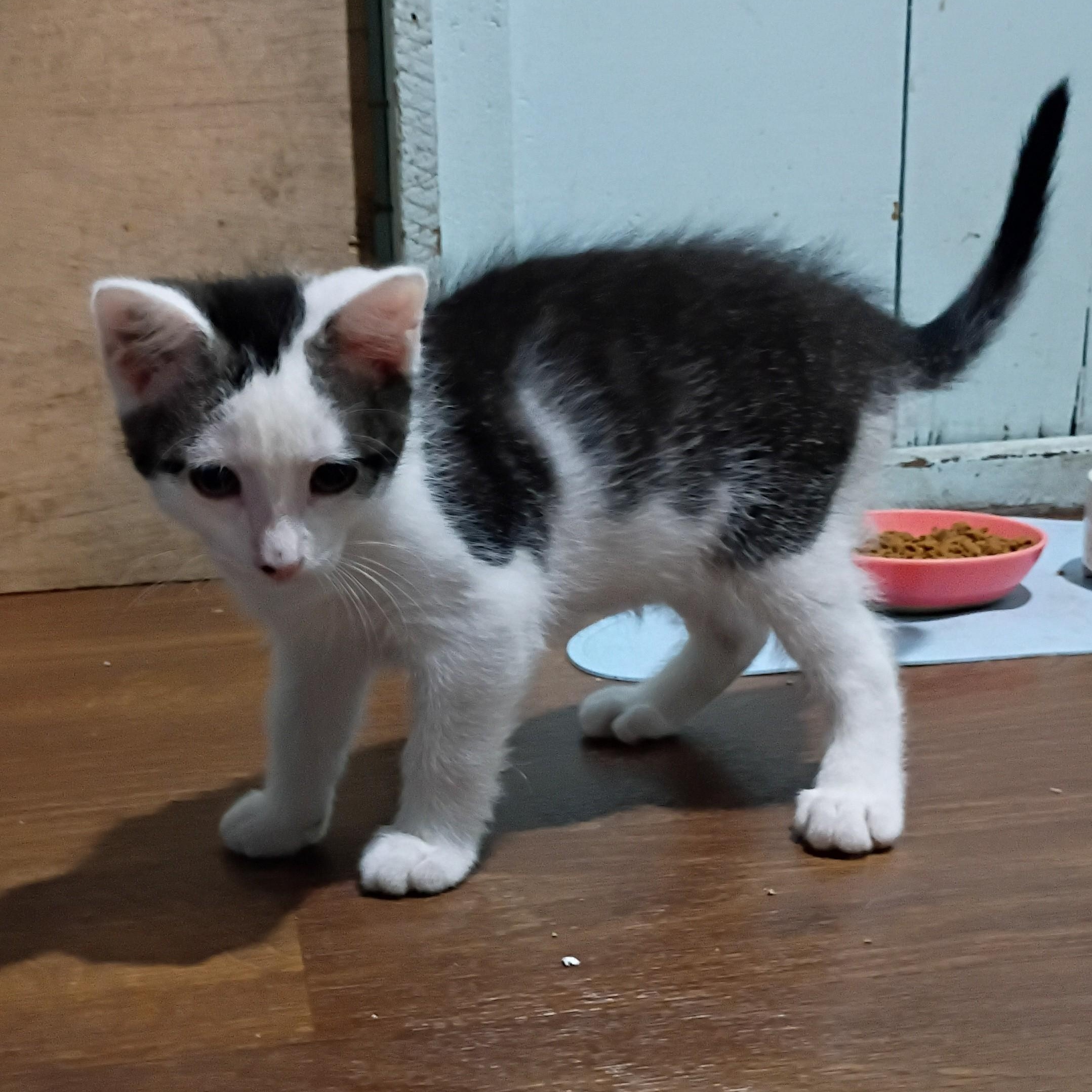 Enlarge Riptide, a Adopted mixed breed in Germansville, PA image 5/6