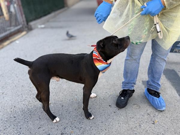 Cauliflower thumbnail 4