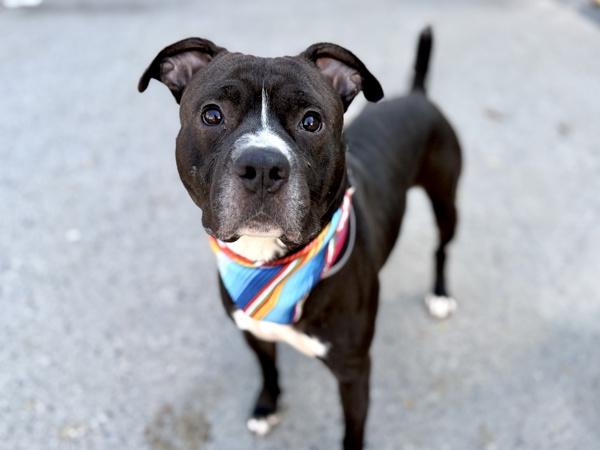 Cauliflower thumbnail 5