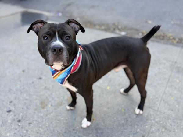 Cauliflower thumbnail 6