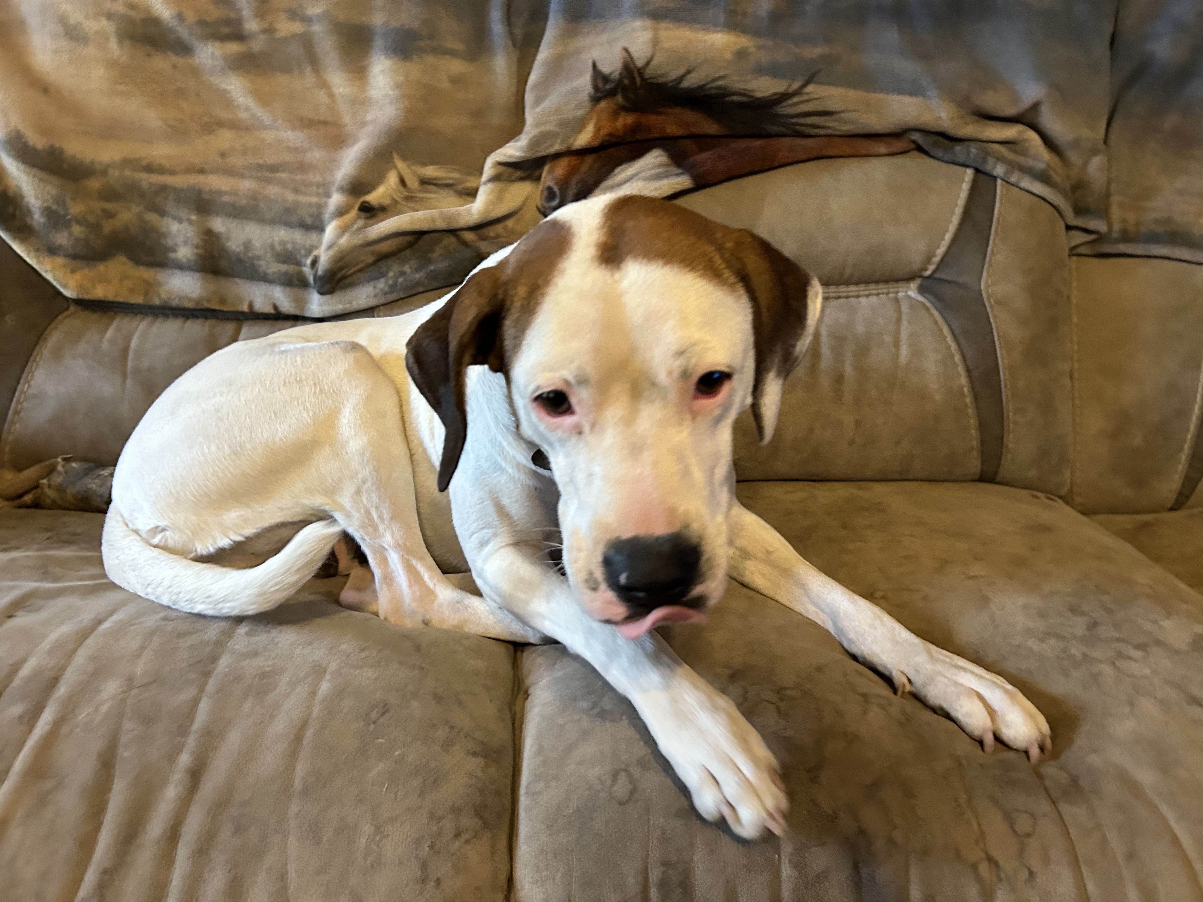 Enlarge Brittany, a Adoptable English Pointer in Pine Bluff, AR image 2/5