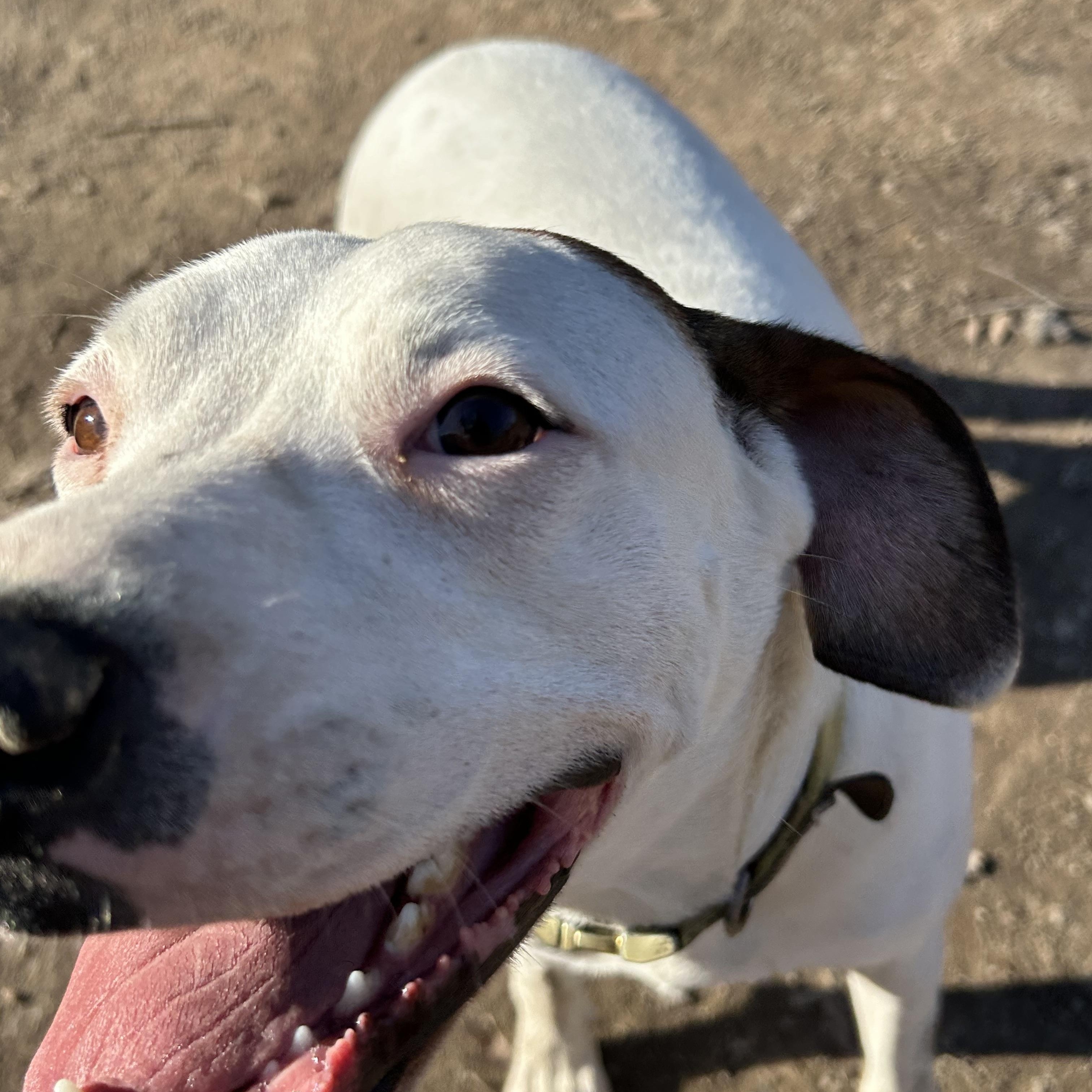 Enlarge Brittany, a Adoptable English Pointer in Pine Bluff, AR image 1/5