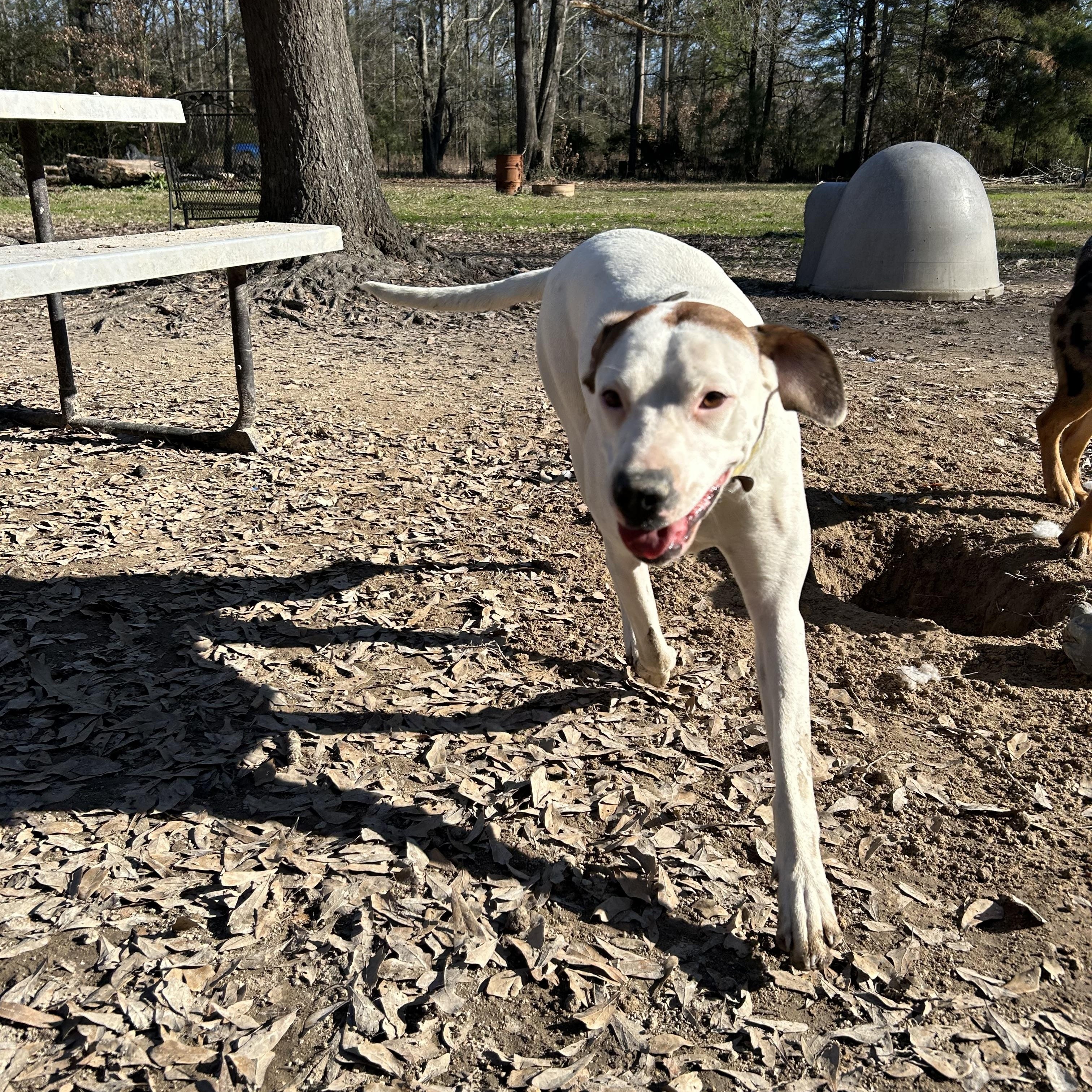 Enlarge Brittany, a Adoptable English Pointer in Pine Bluff, AR image 4/5