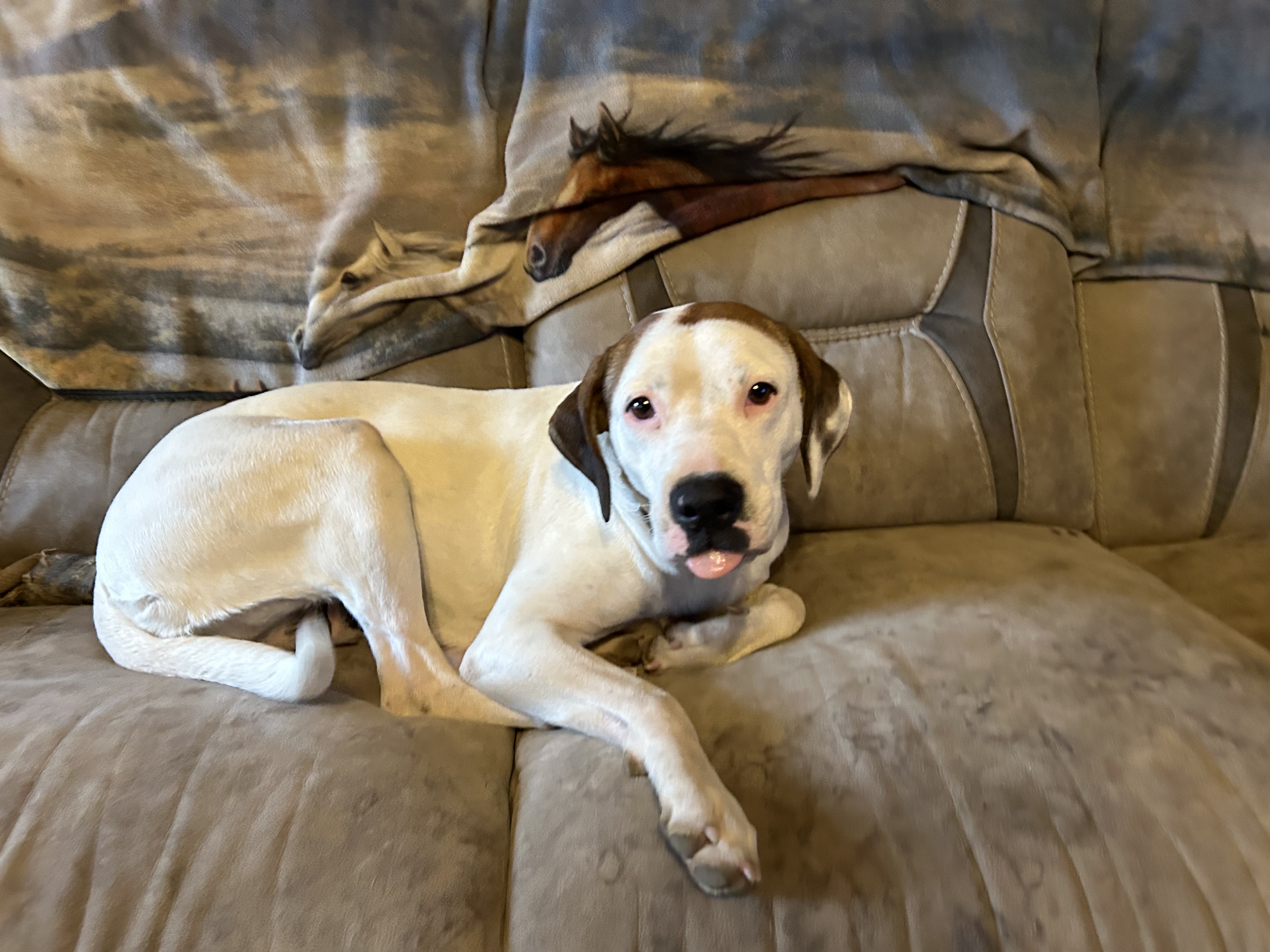 Enlarge Brittany, a Adoptable English Pointer in Pine Bluff, AR image 3/5