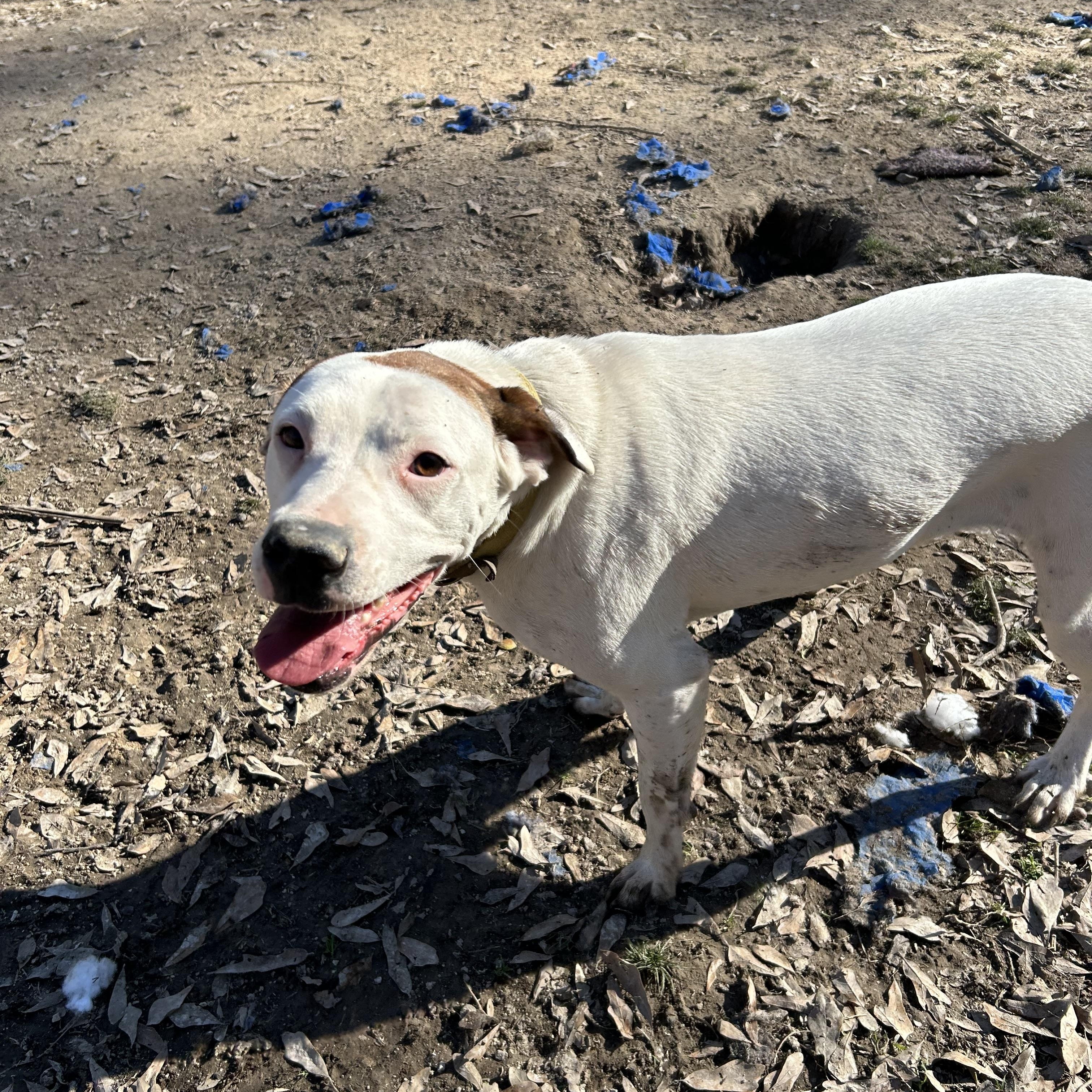 Enlarge Brittany, a Adoptable English Pointer in Pine Bluff, AR image 5/5
