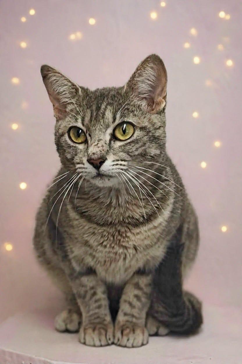 Enlarge Azalea 26/581, a Adoptable Domestic Short Hair in Talladega, AL image 1/3
