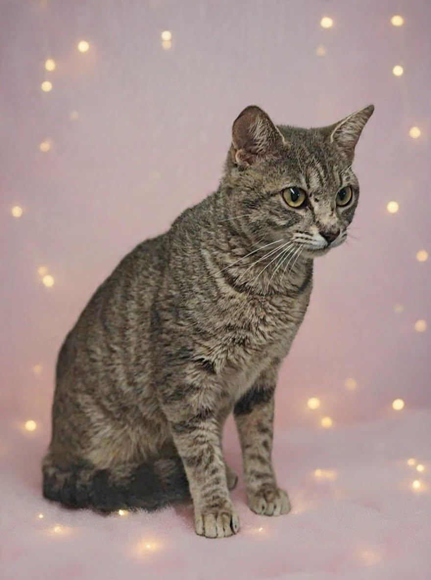 Enlarge Azalea 26/581, a Adoptable Domestic Short Hair in Talladega, AL image 2/3