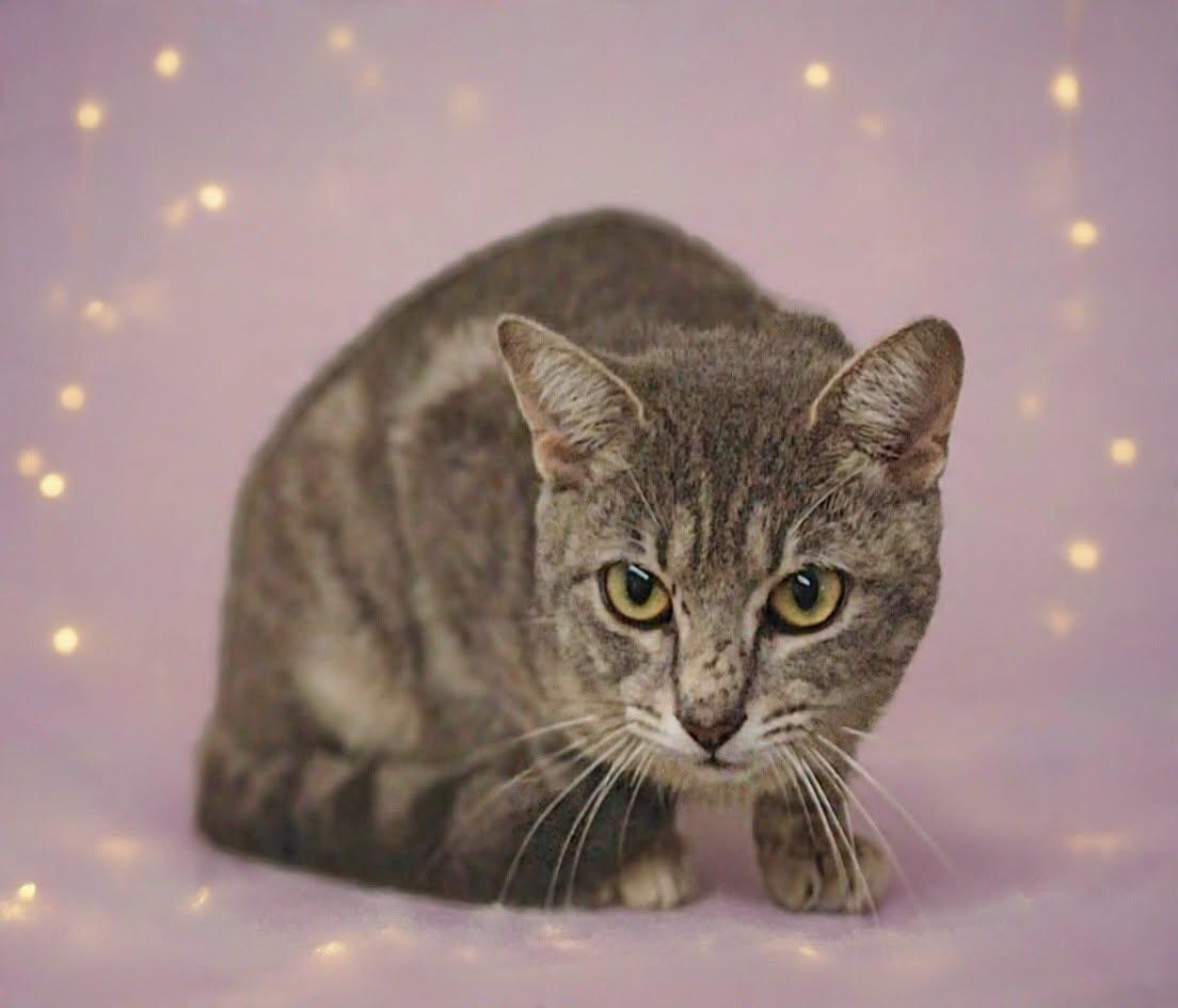 Enlarge Azalea 26/581, a Adoptable Domestic Short Hair in Talladega, AL image 3/3