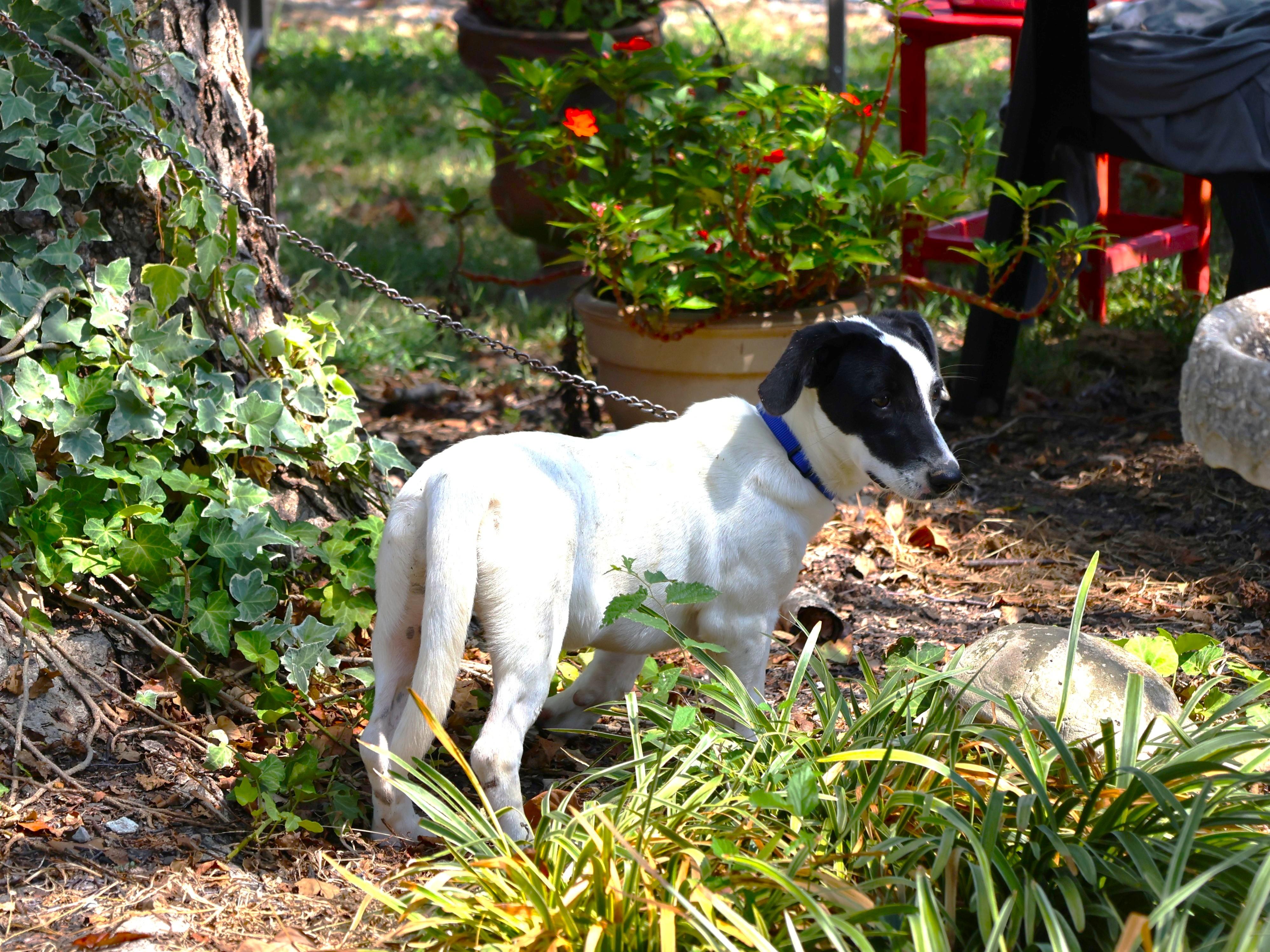 Enlarge PETRA, a Adoptable mixed breed in Harrisburg, PA image 3/6