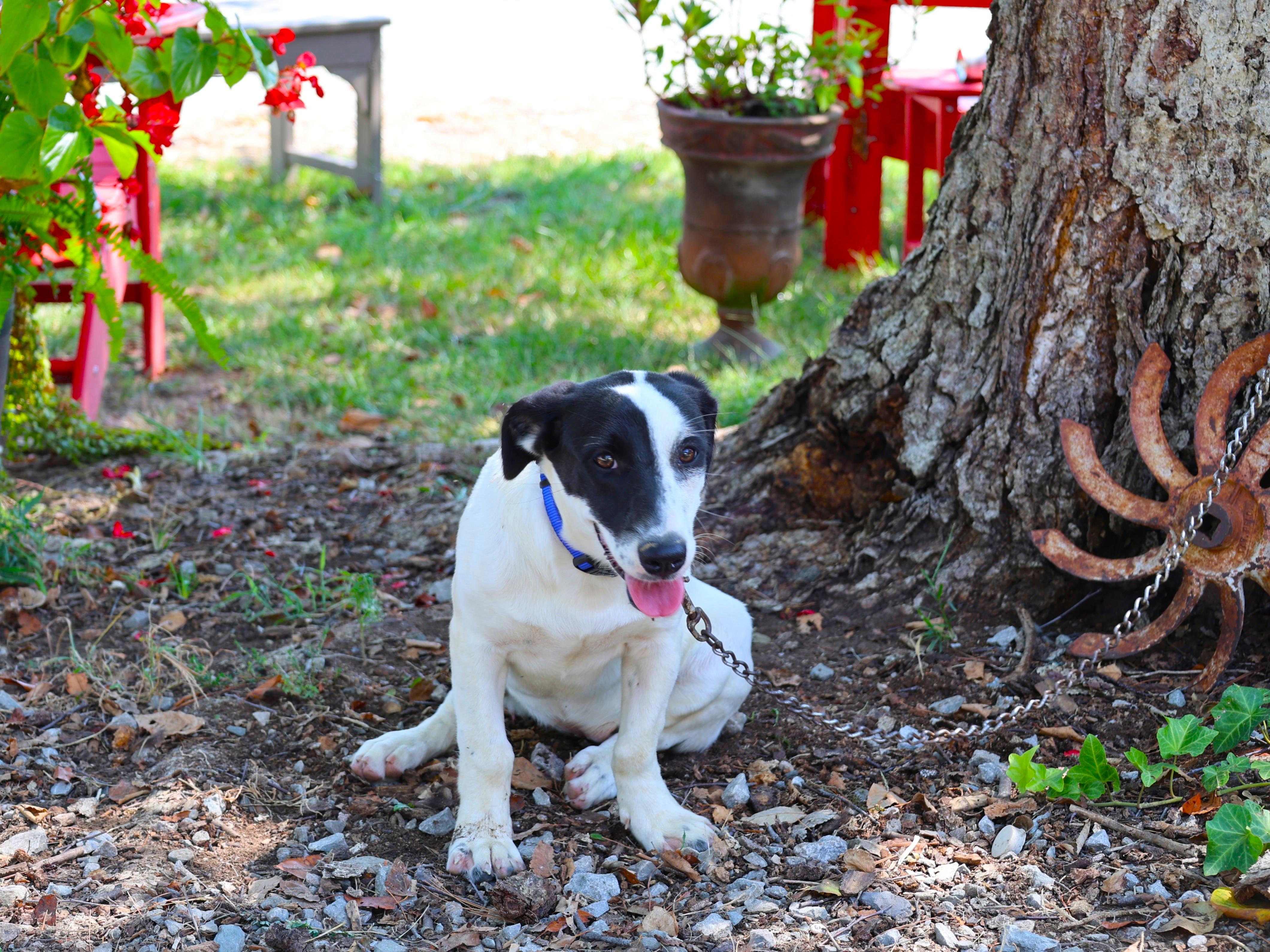 Enlarge PETRA, a Adoptable mixed breed in Harrisburg, PA image 6/6