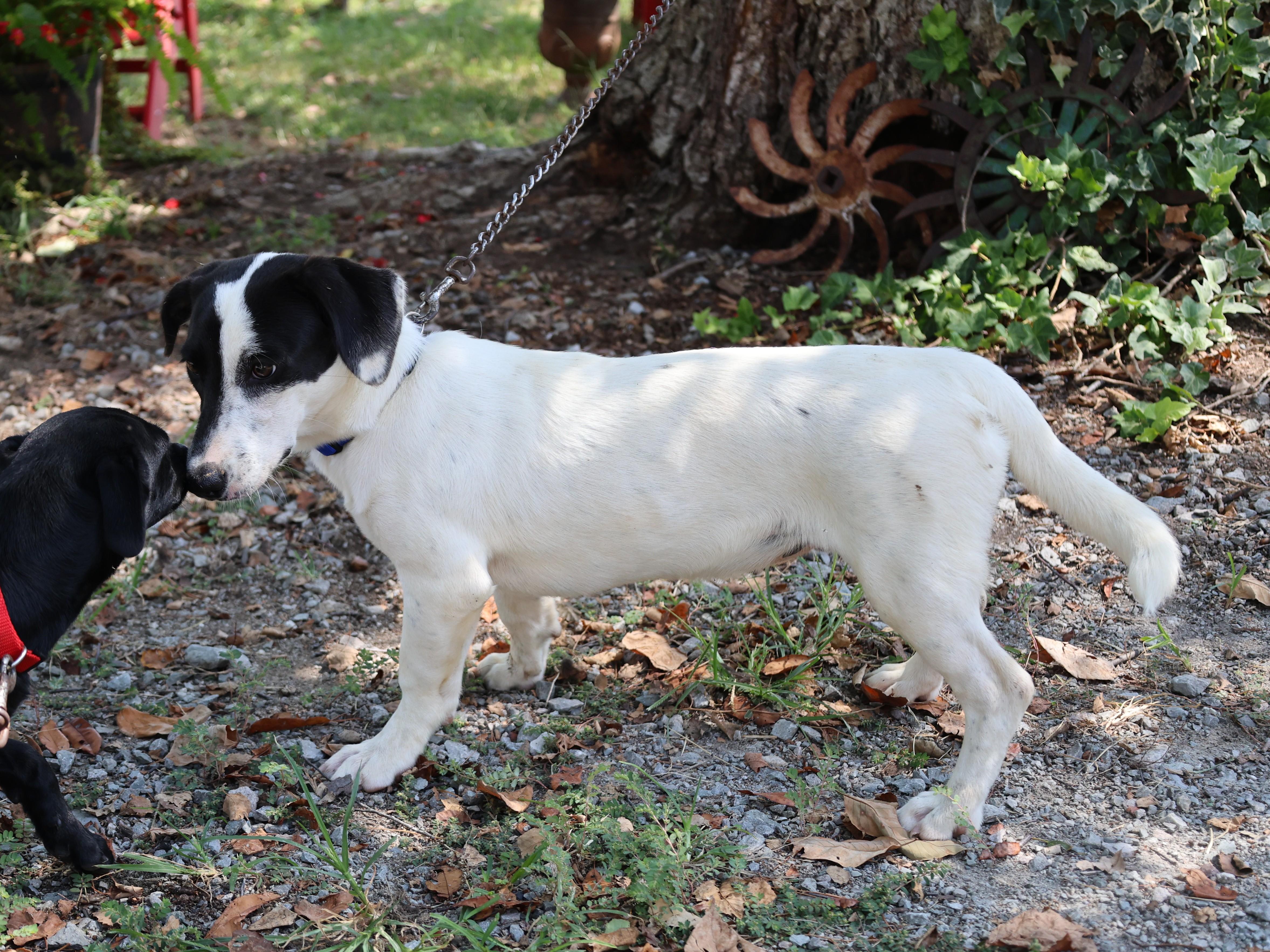 Enlarge PETRA, a Adoptable mixed breed in Harrisburg, PA image 5/6