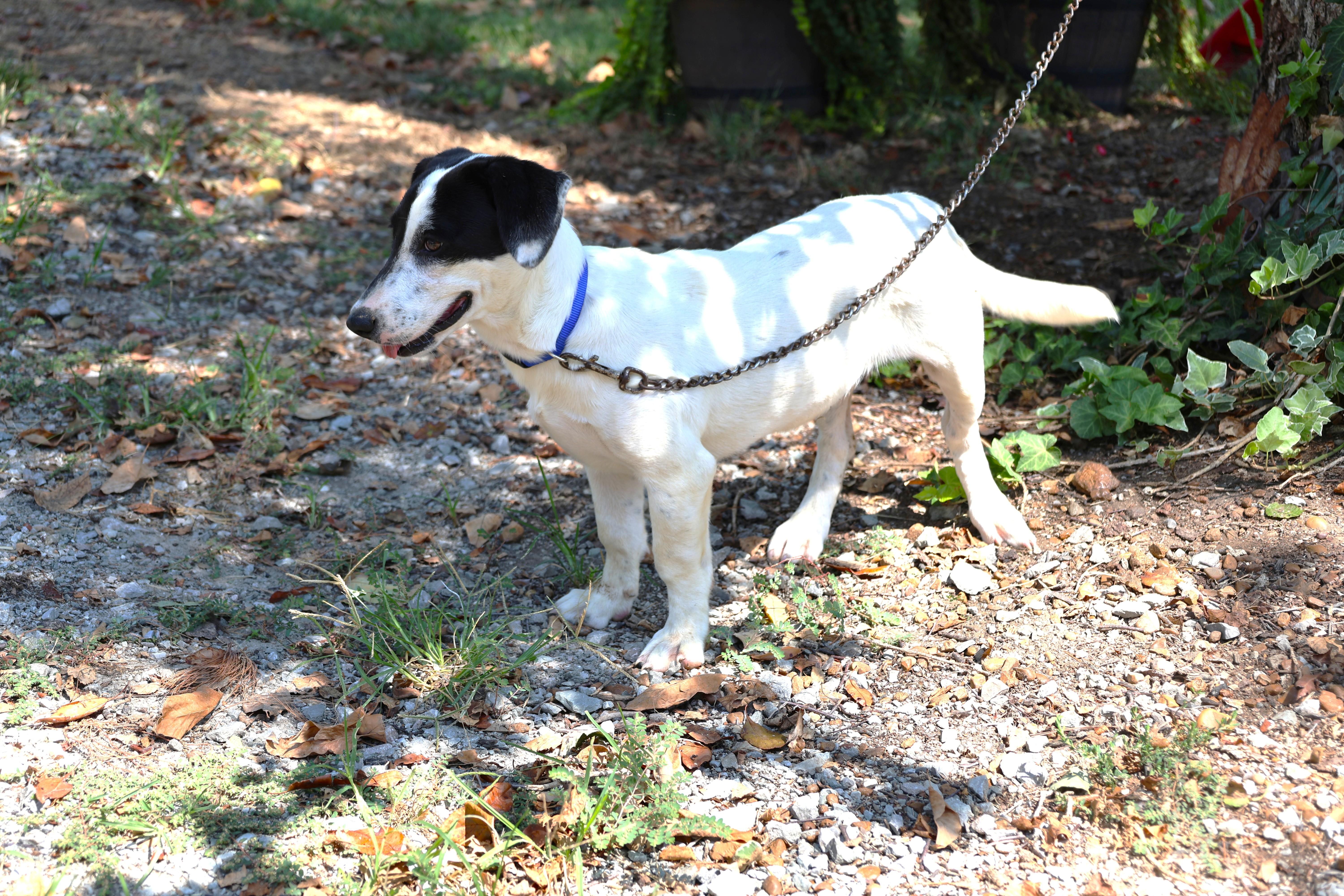 Enlarge PETRA, a Adoptable mixed breed in Harrisburg, PA image 4/6