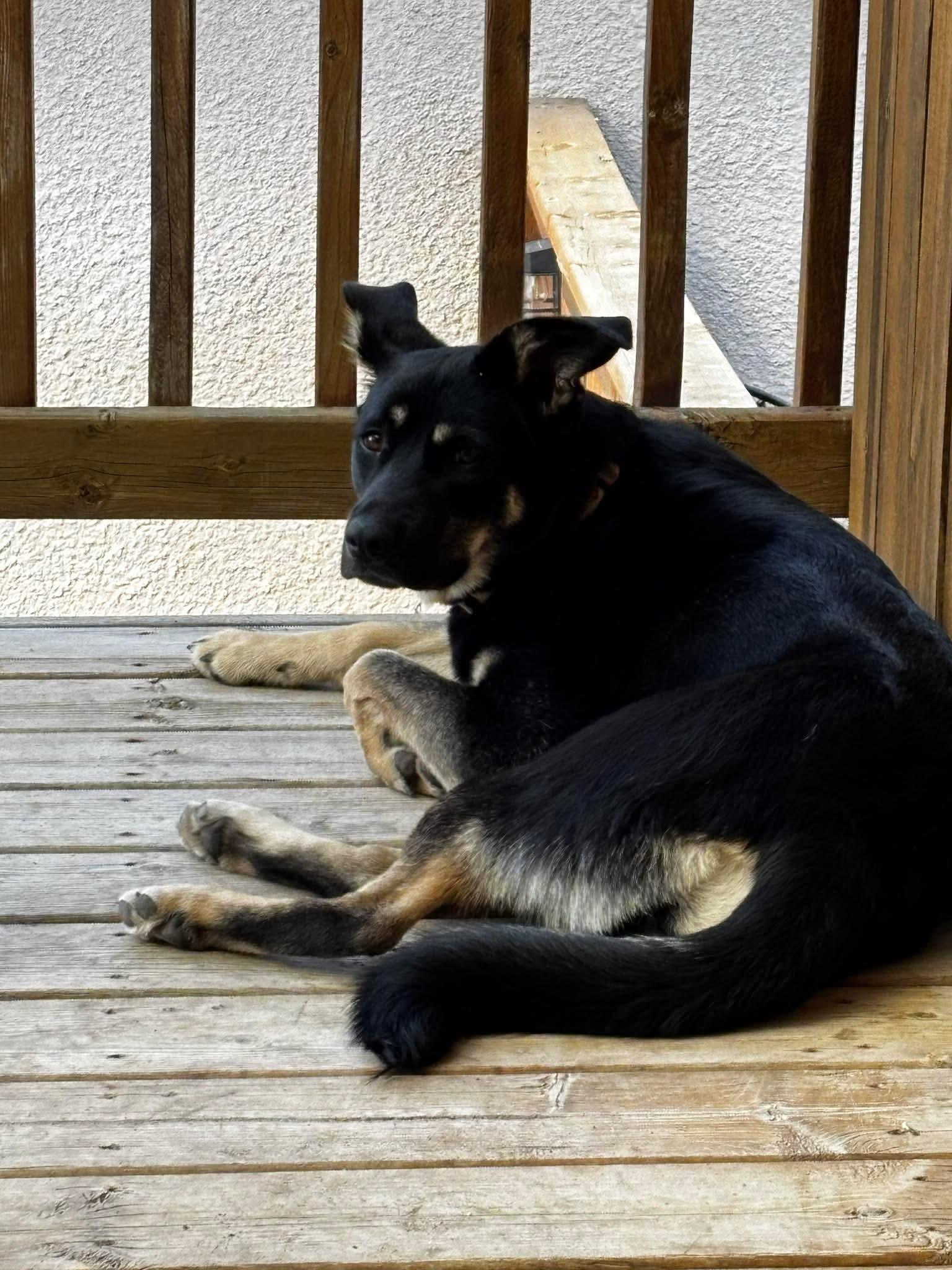 Enlarge Anya, a ADOPTABLE mixed breed in Winnipeg, MB image 3/6