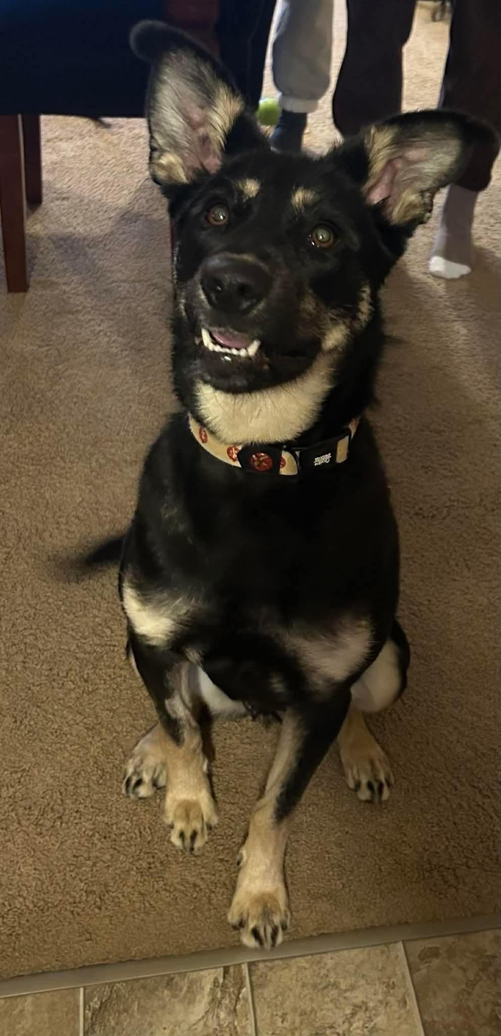 Enlarge Anya, a ADOPTABLE mixed breed in Winnipeg, MB image 4/6