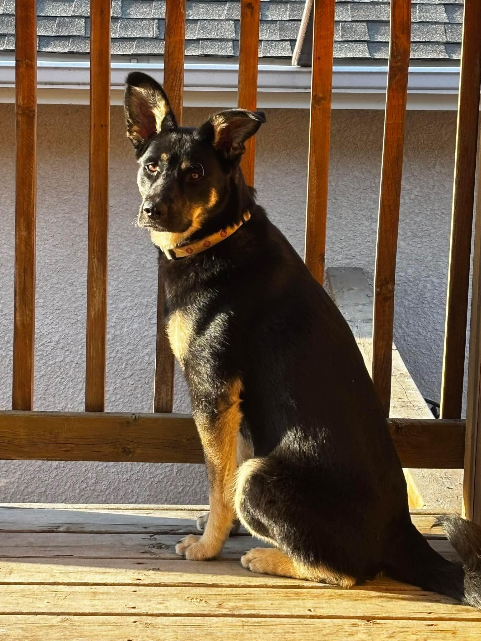 Enlarge Anya, a ADOPTABLE mixed breed in Winnipeg, MB image 2/6
