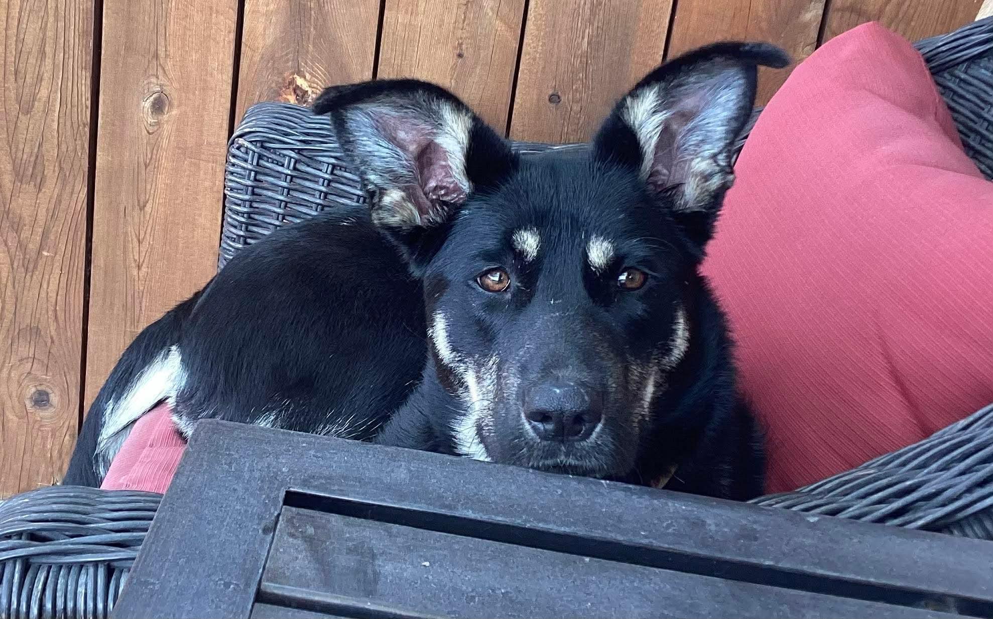 Anya, ADOPTABLE, Adult Female Shepherd & Mixed Breed.