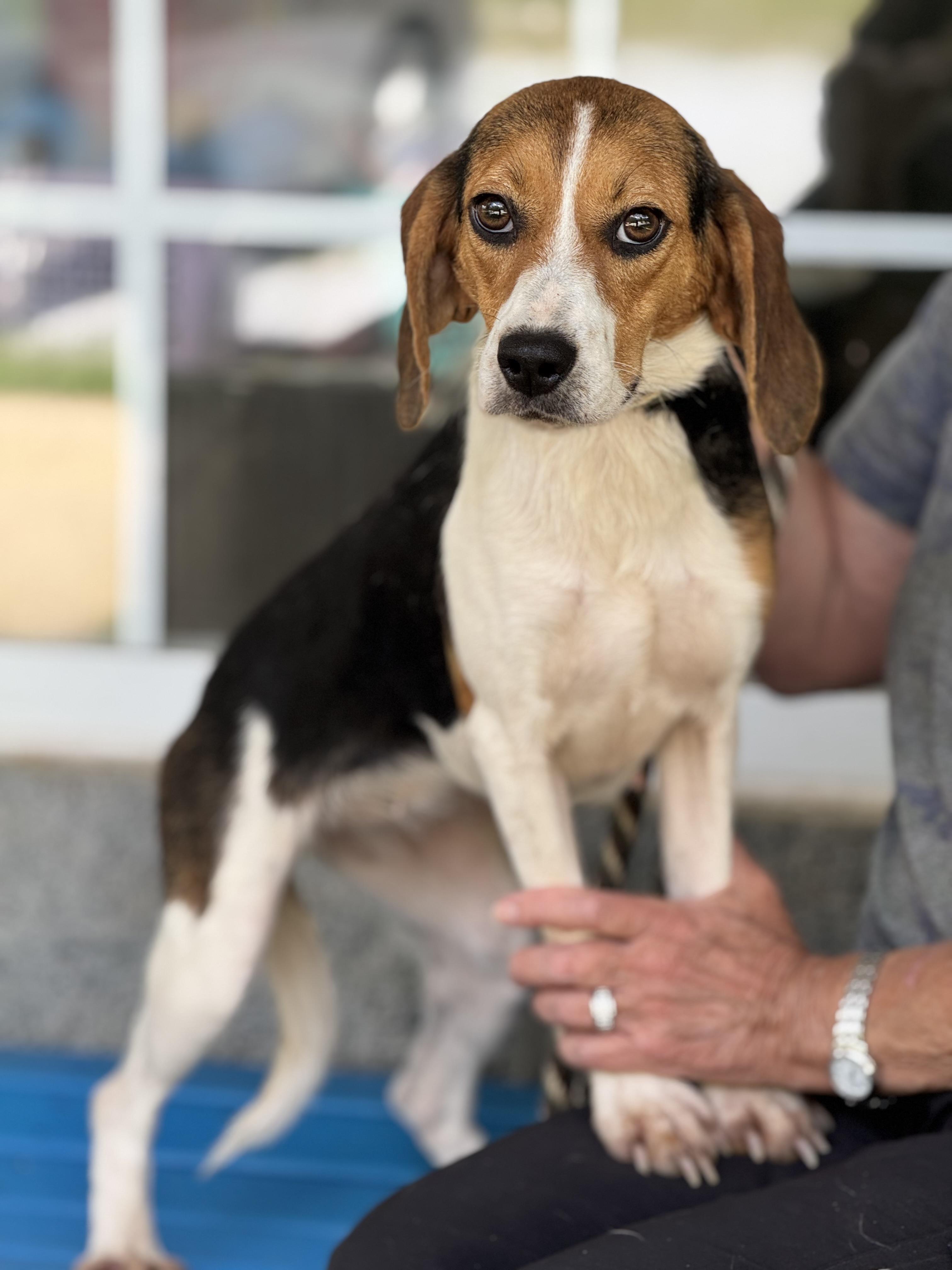 Enlarge Flo, a ADOPTABLE Beagle in Richmond, VA image 1/6