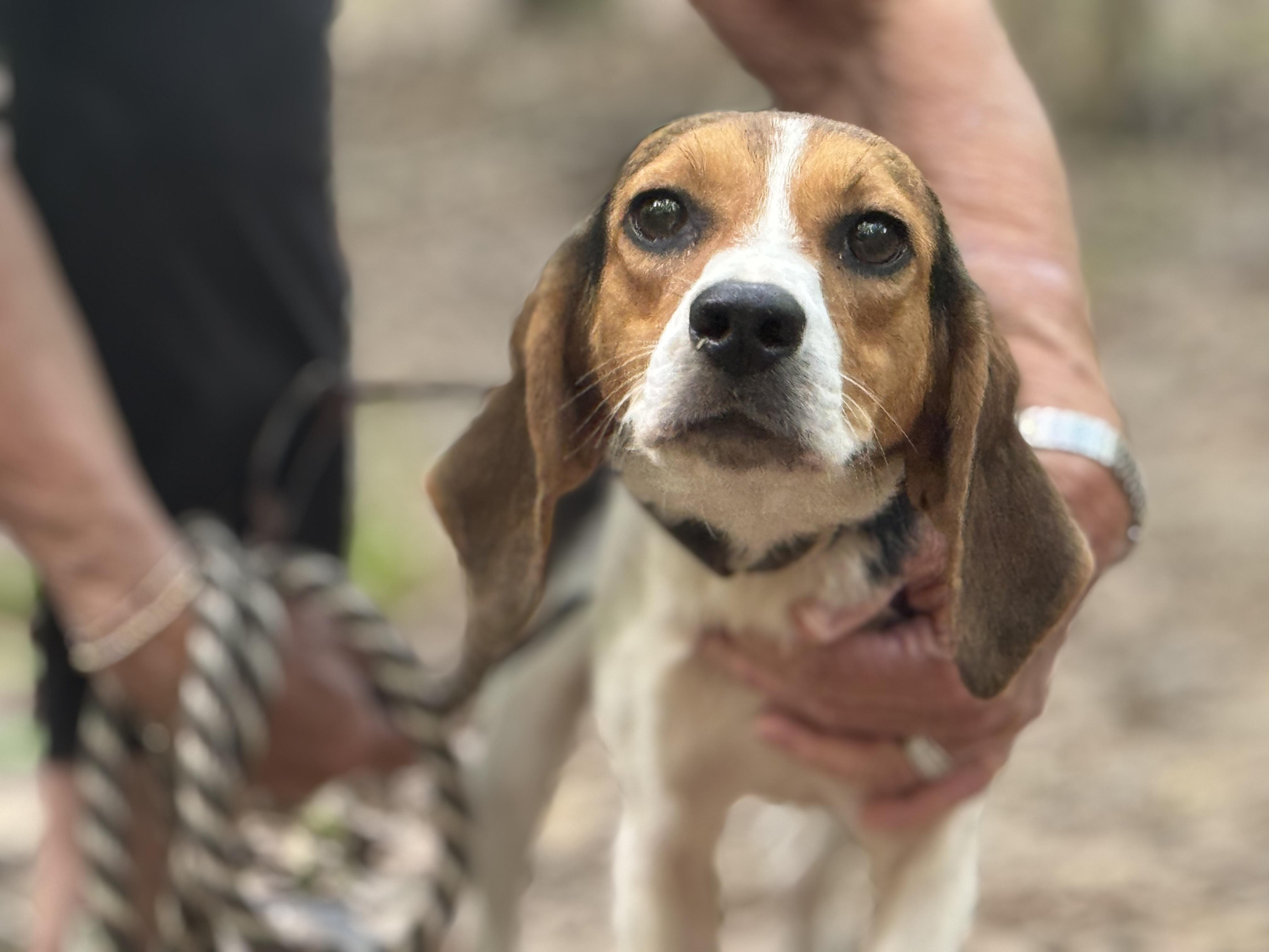Enlarge Flo, a ADOPTABLE Beagle in Richmond, VA image 6/6