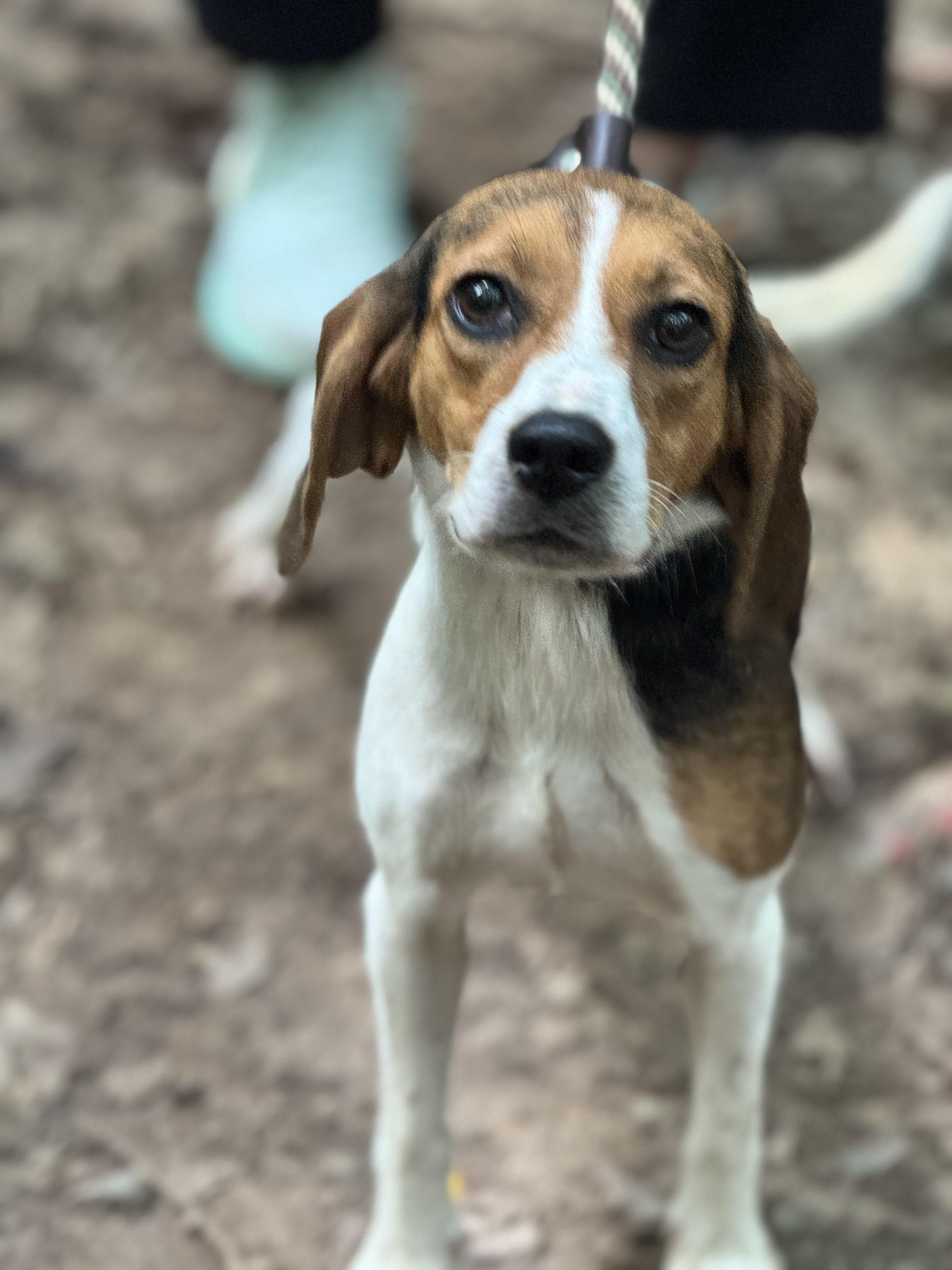 Enlarge Flo, a ADOPTABLE Beagle in Richmond, VA image 3/6