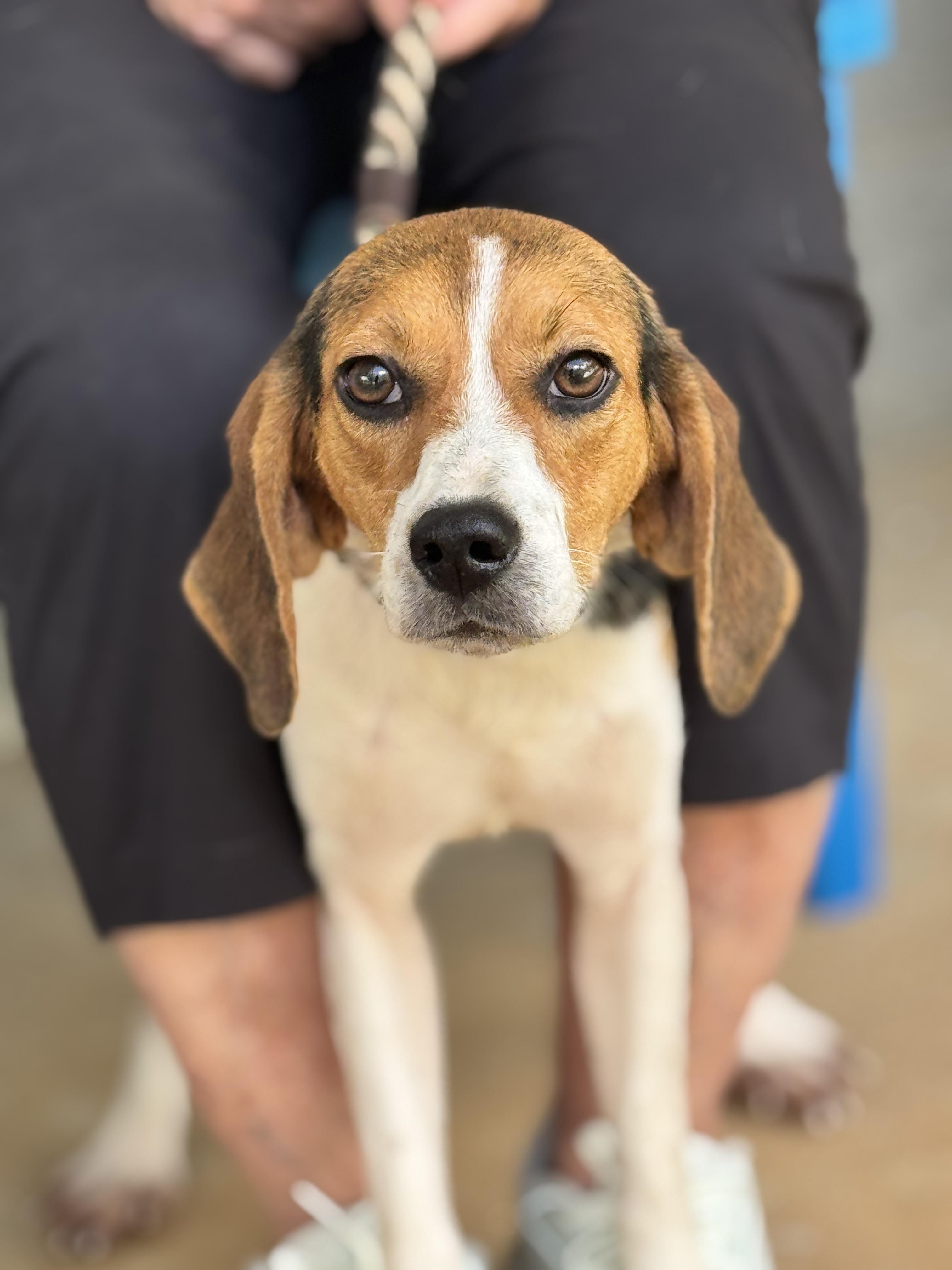 Enlarge Flo, a ADOPTABLE Beagle in Richmond, VA image 2/6