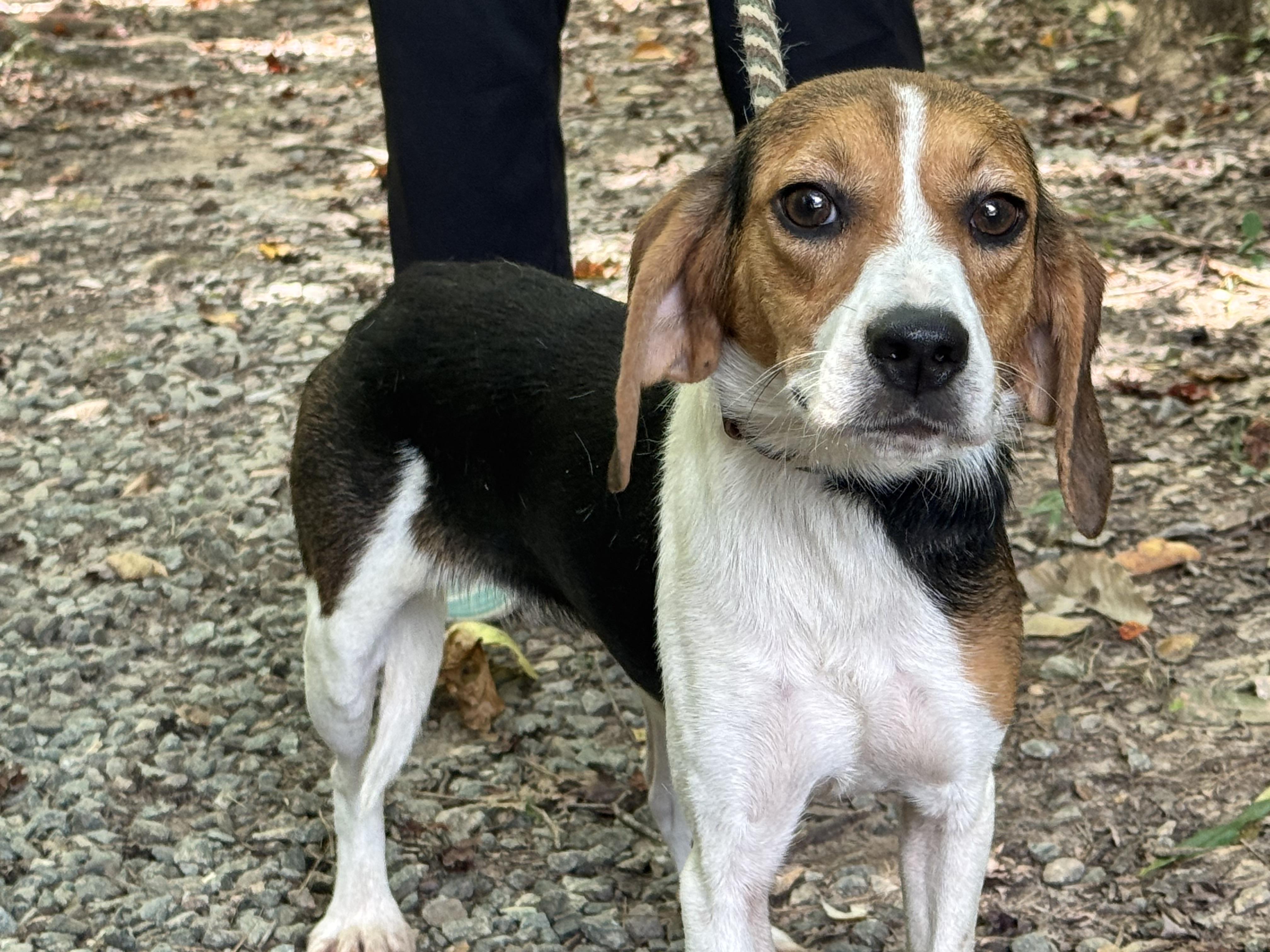 Enlarge Flo, a ADOPTABLE Beagle in Richmond, VA image 5/6