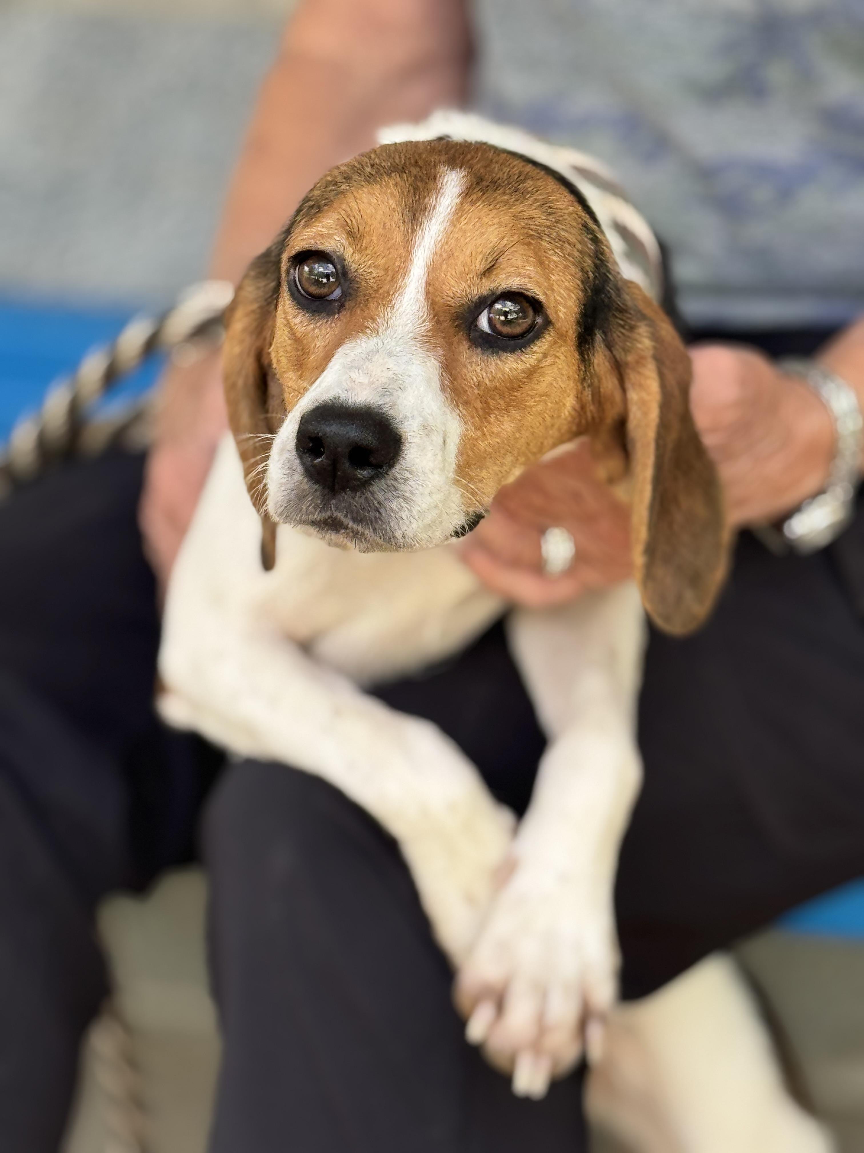 Enlarge Flo, a ADOPTABLE Beagle in Richmond, VA image 4/6