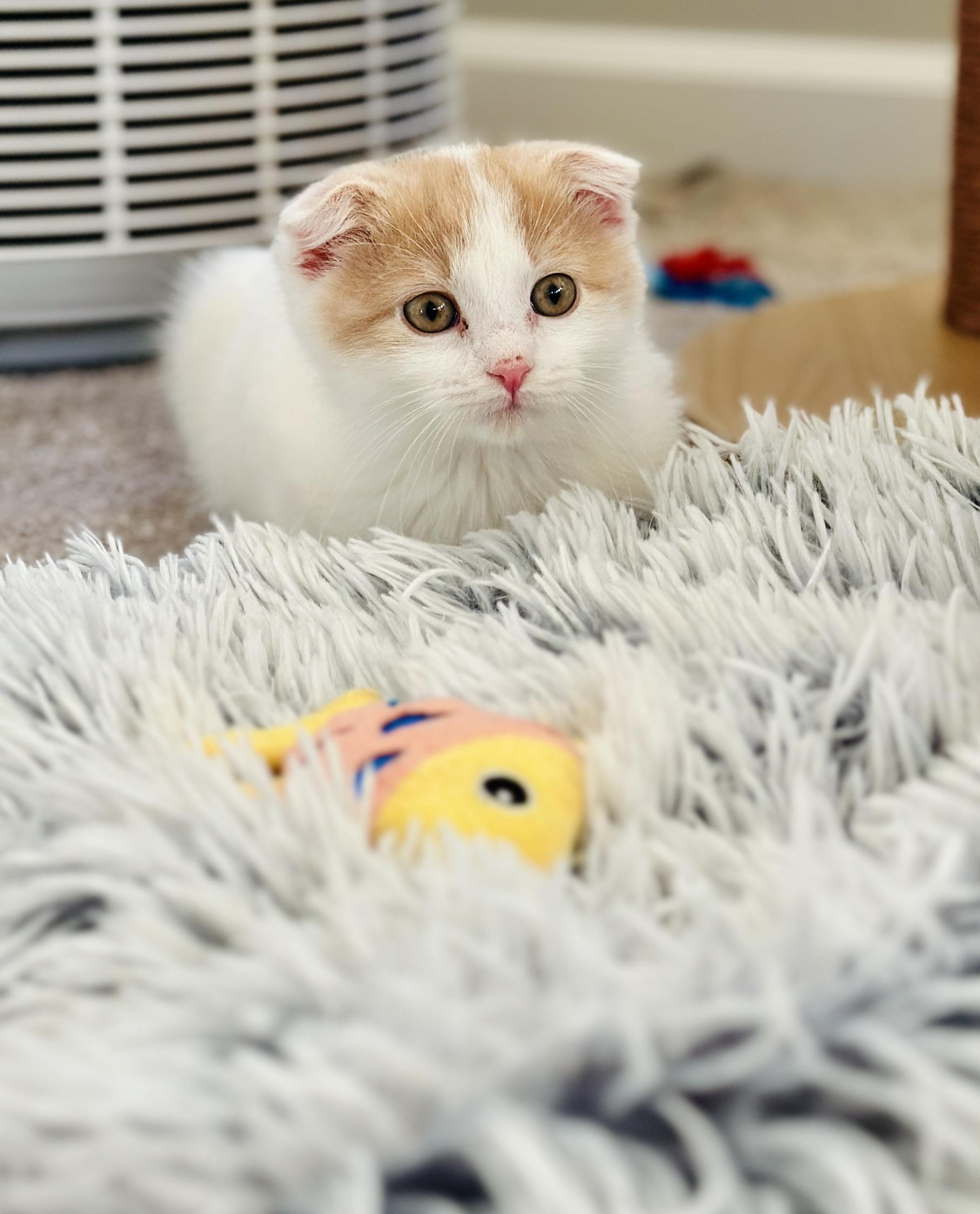 Enlarge Elf, a Adopted mixed breed in Lakeville, MN image 5/6