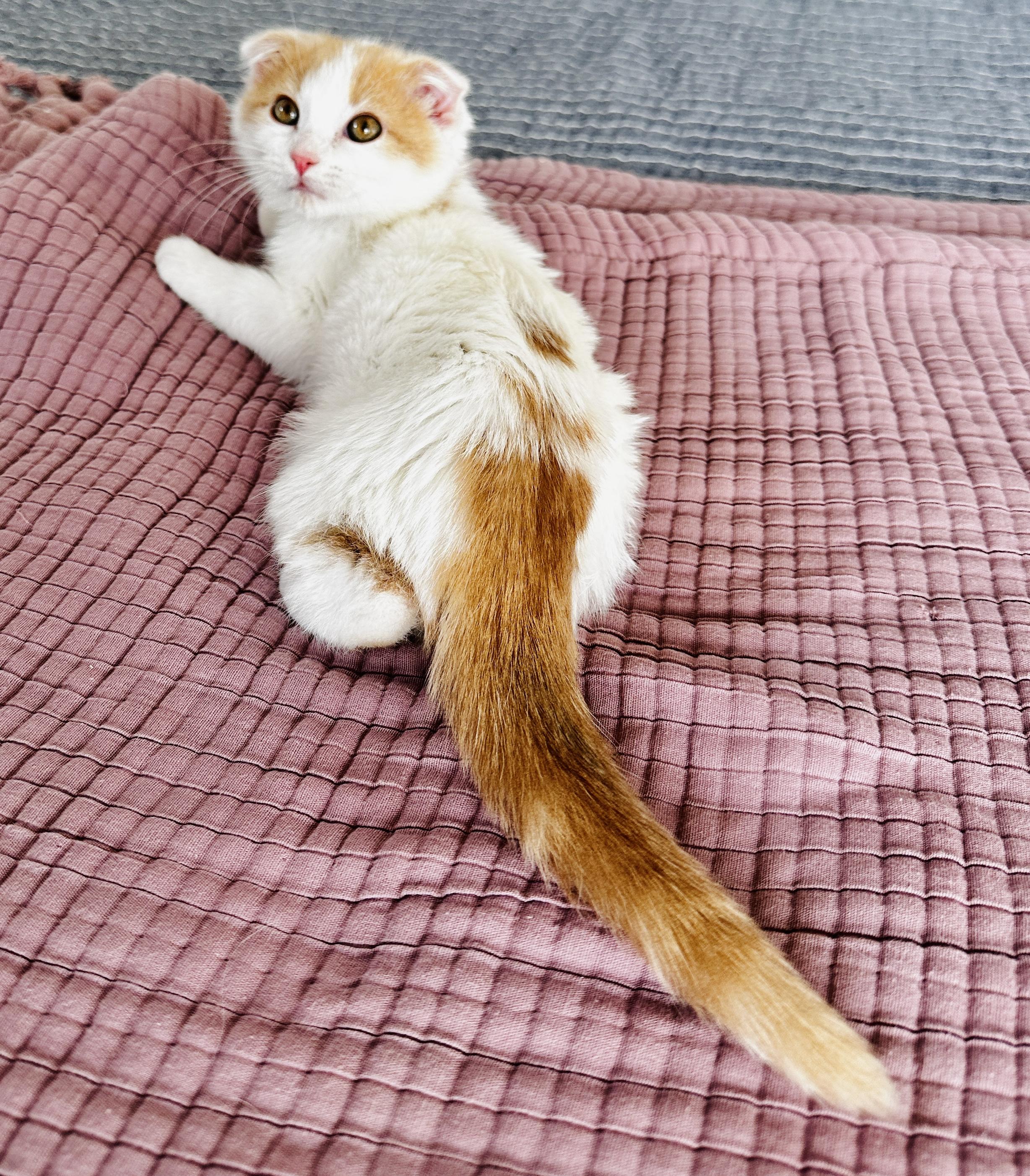 Enlarge Elf, a Adopted mixed breed in Lakeville, MN image 2/6