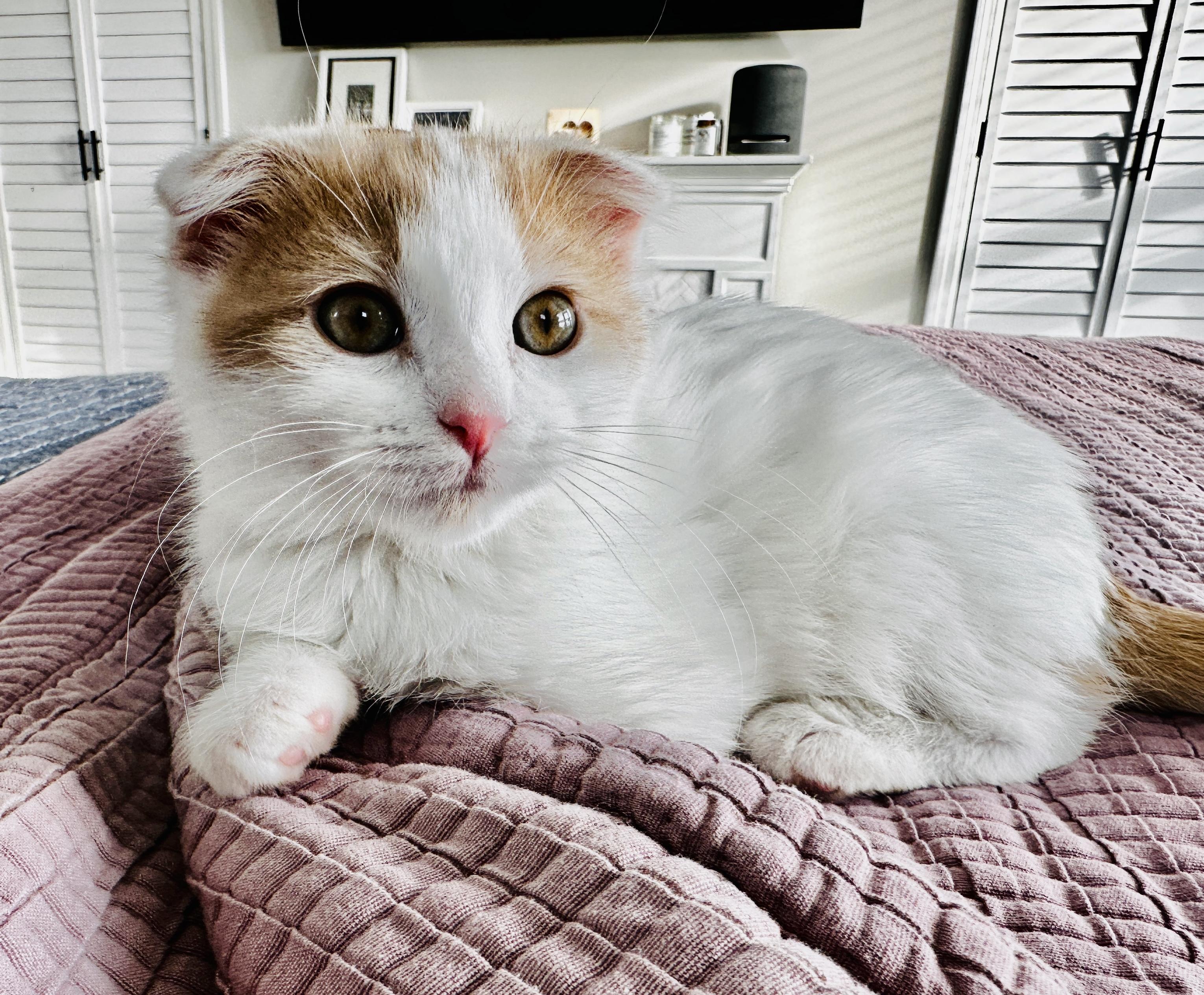 Enlarge Elf, a Adopted mixed breed in Lakeville, MN image 4/6