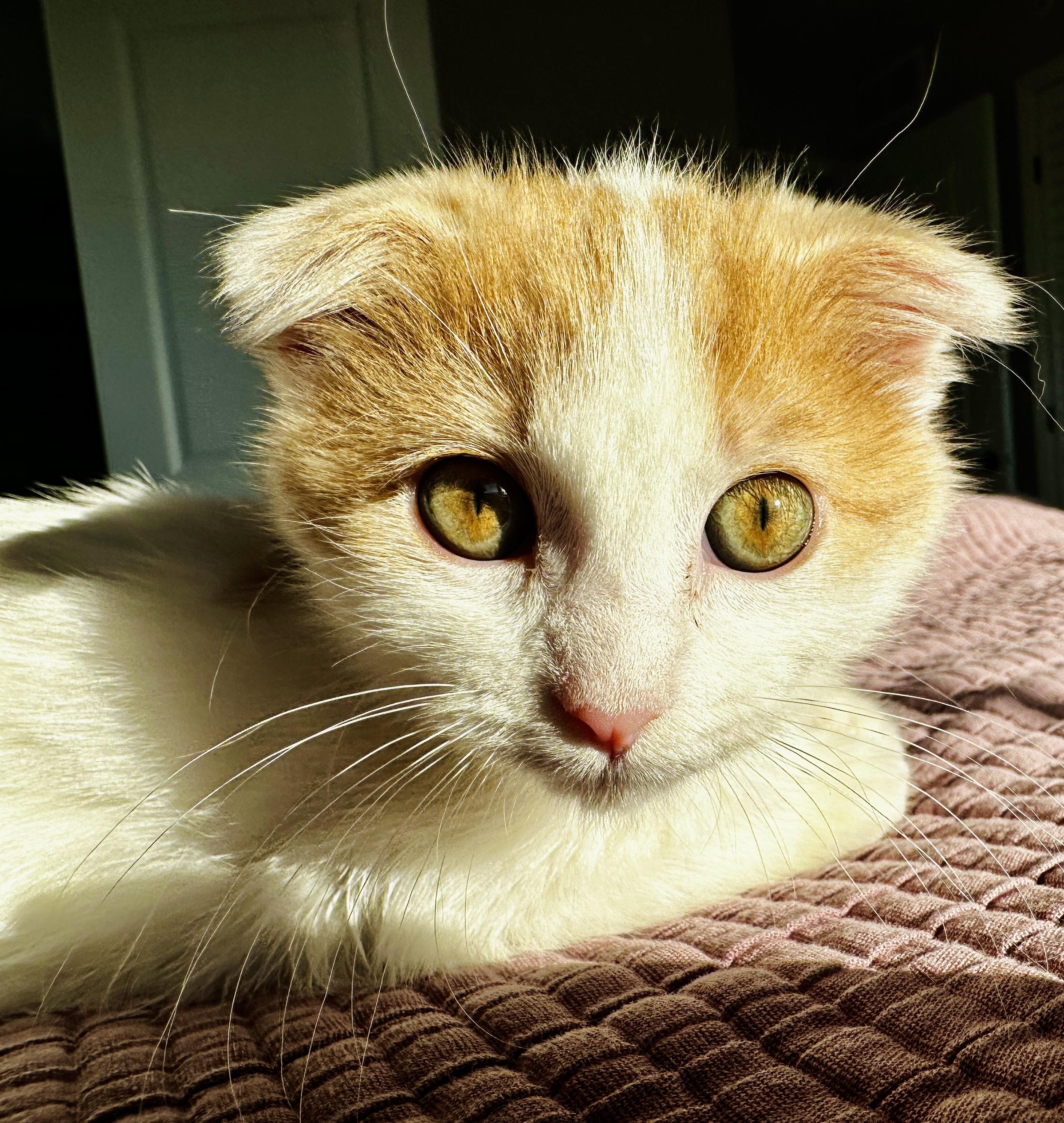 Elf, Adopted, Kitten Female Scottish Fold.