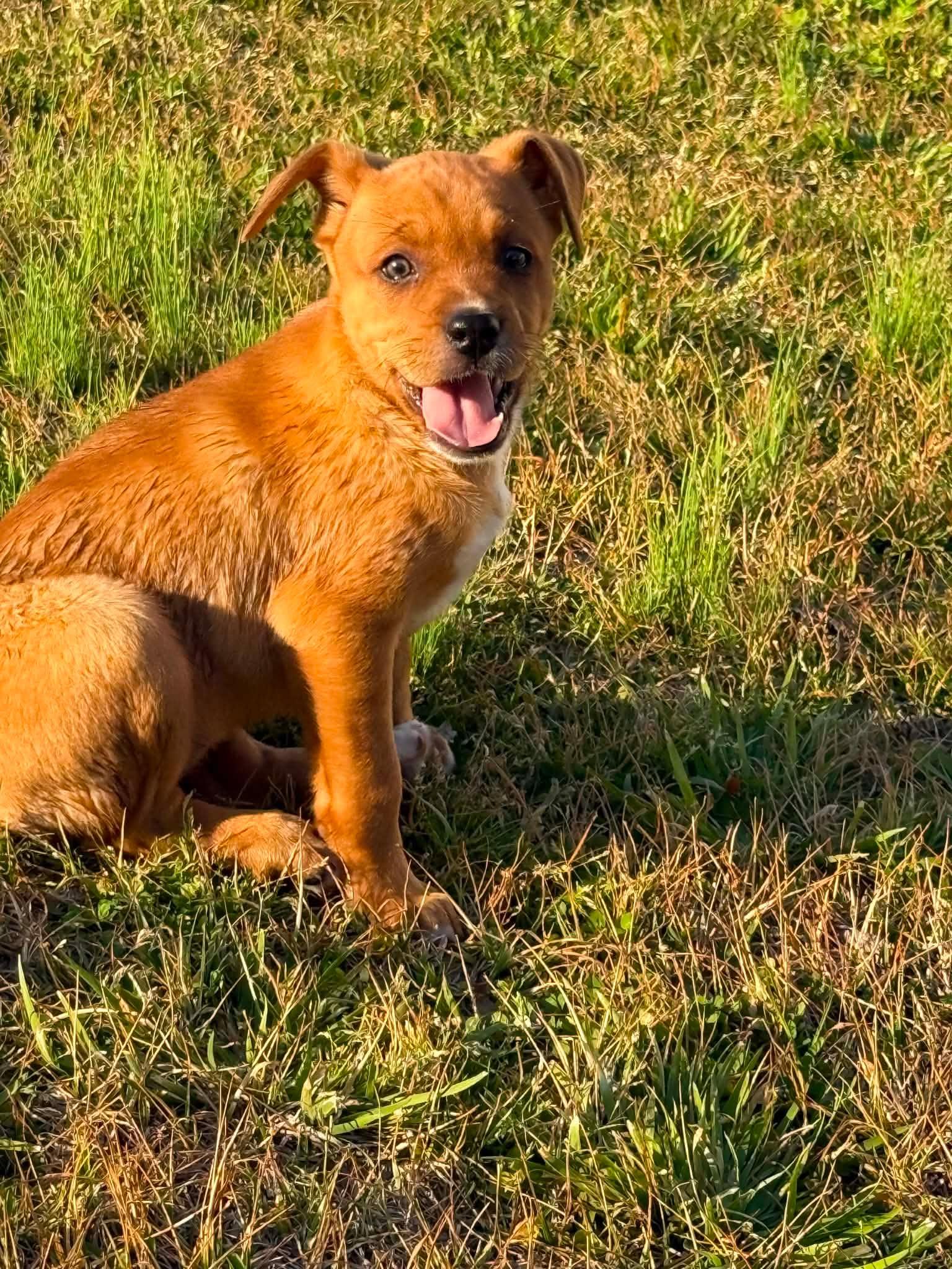 Enlarge Blondie, an adopted mixed breed in Smithfield, RI image 4/5