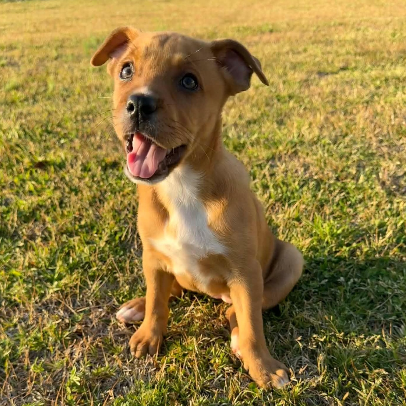 Blondie, adopted, Puppy Female Labrador Retriever.