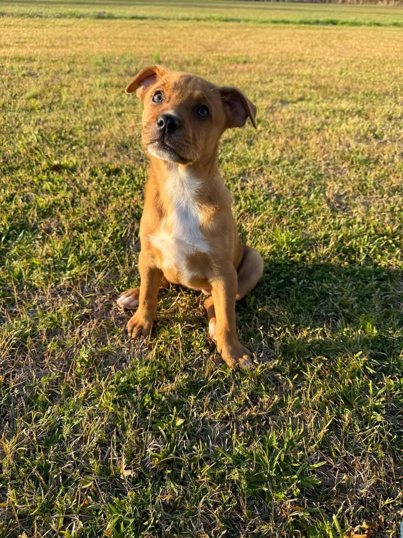 Enlarge Blondie, an adopted mixed breed in Smithfield, RI image 3/5
