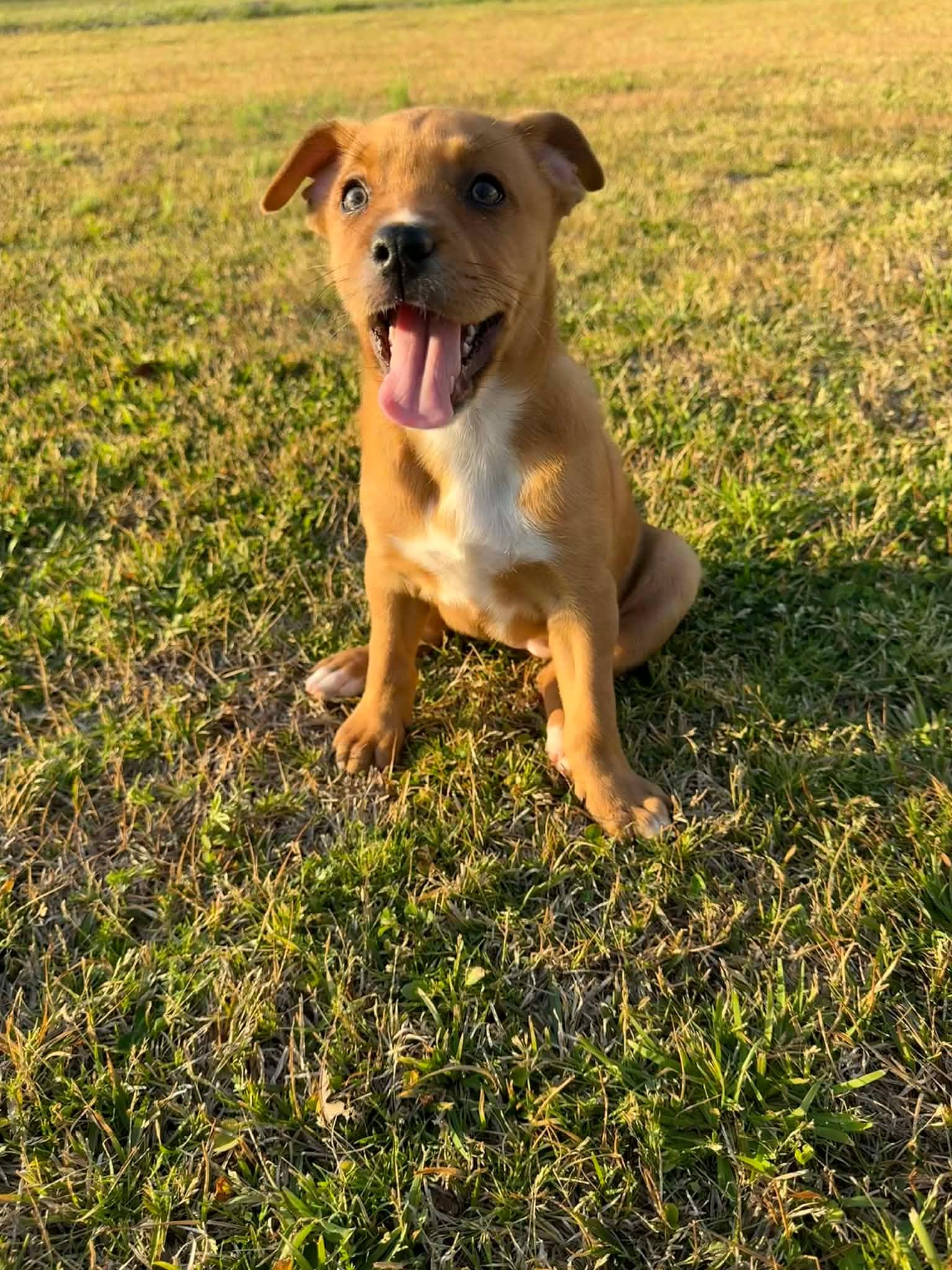 Enlarge Blondie, an adopted mixed breed in Smithfield, RI image 2/5