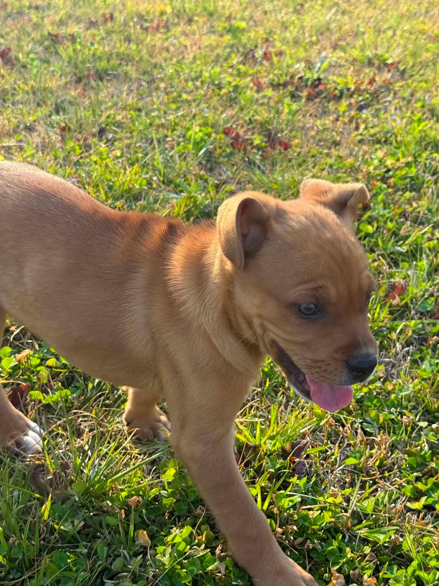 Enlarge Blondie, an adopted mixed breed in Smithfield, RI image 5/5