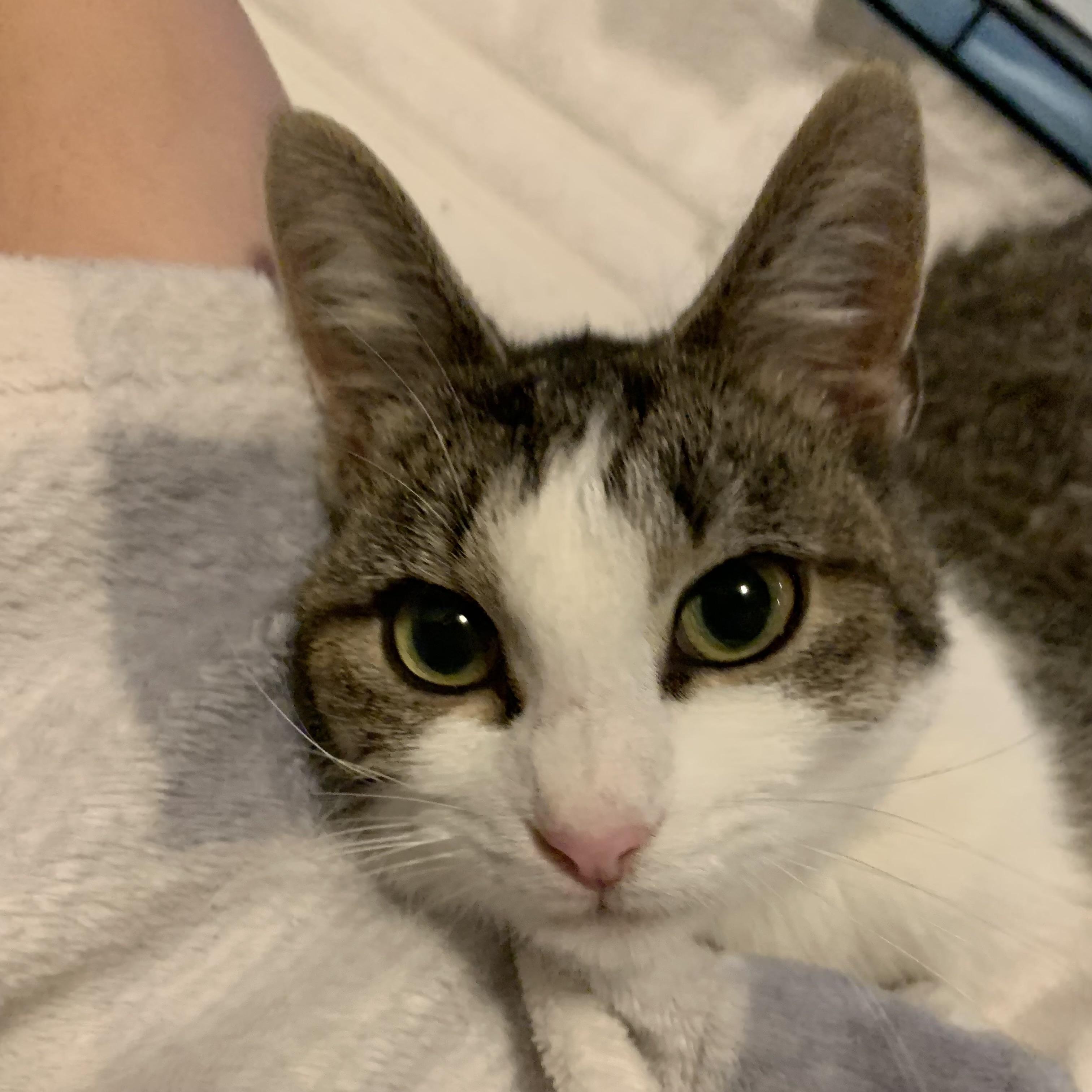 Vanilla Bean thumbnail 3