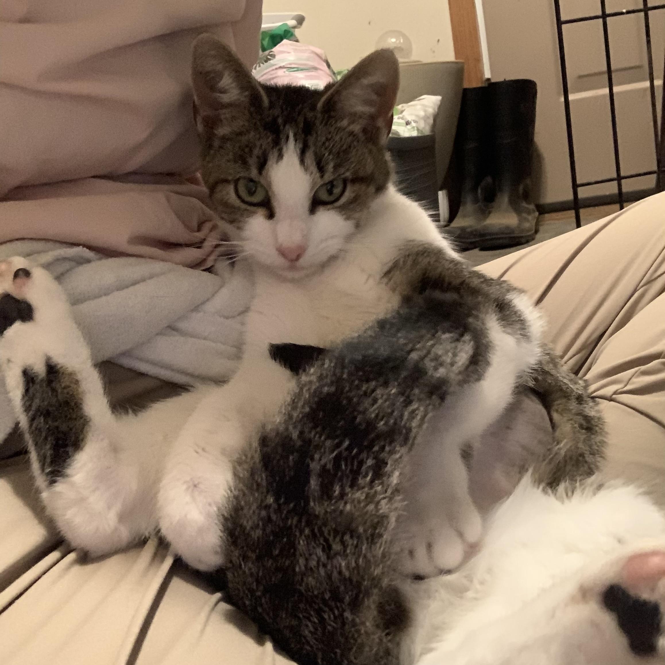 Vanilla Bean thumbnail 2