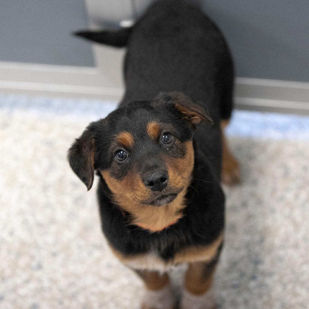 Wool (F26-12), Adoptable, Puppy Female Australian Cattle Dog / Blue Heeler & Mixed Breed.