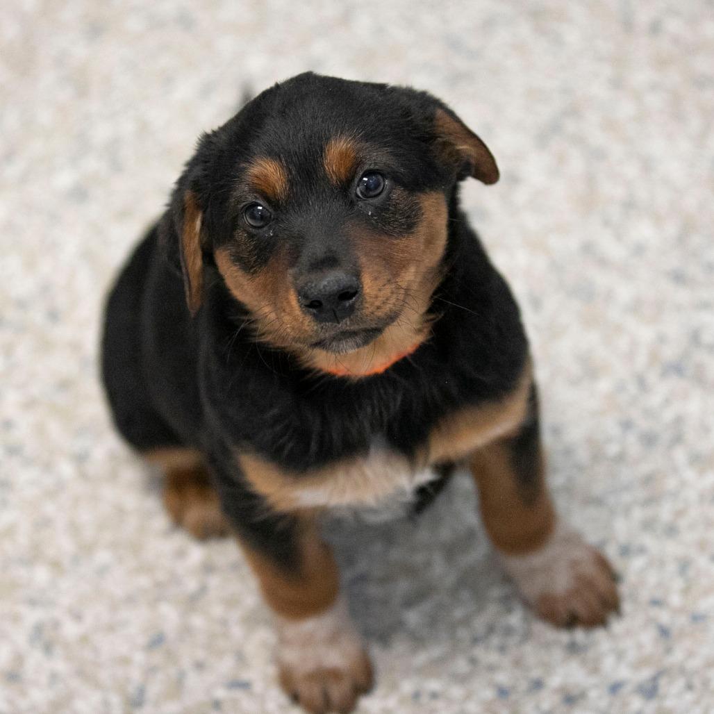 Wool (F26-12), a Adoptable mixed breed in Peyton, CO image 2/2