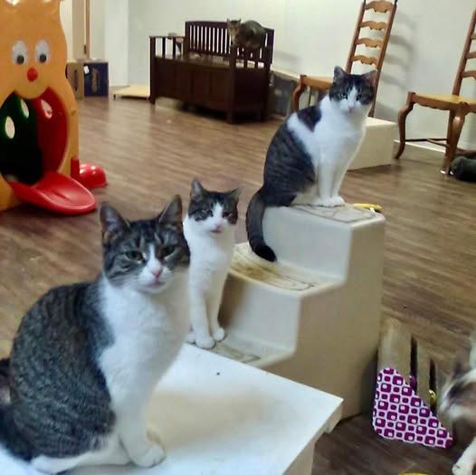 Dolly, Daddio, and Tia, a Adoptable Domestic Short Hair in Toms River, NJ image 1/2